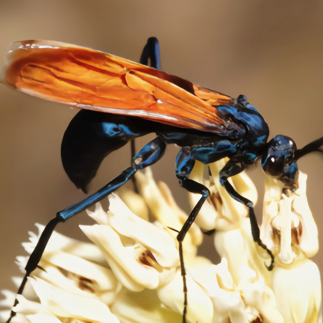 每天认识一种昆虫——沙漠蛛蜂 沙漠蛛蜂又名狼蛛鹰,塔兰图拉毒蛛鹰