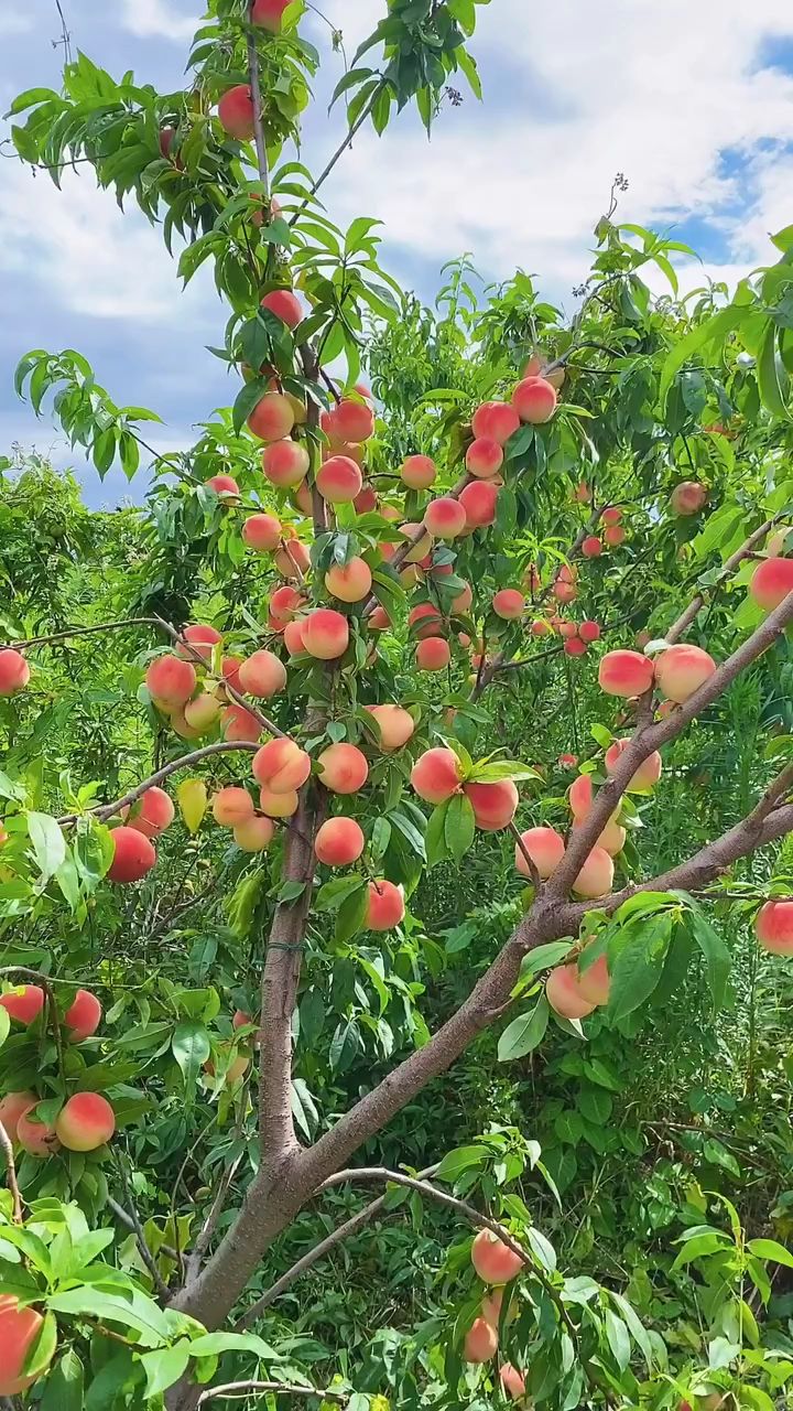 水蜜桃樹苗果色豔麗口感脆甜適合庭院種植