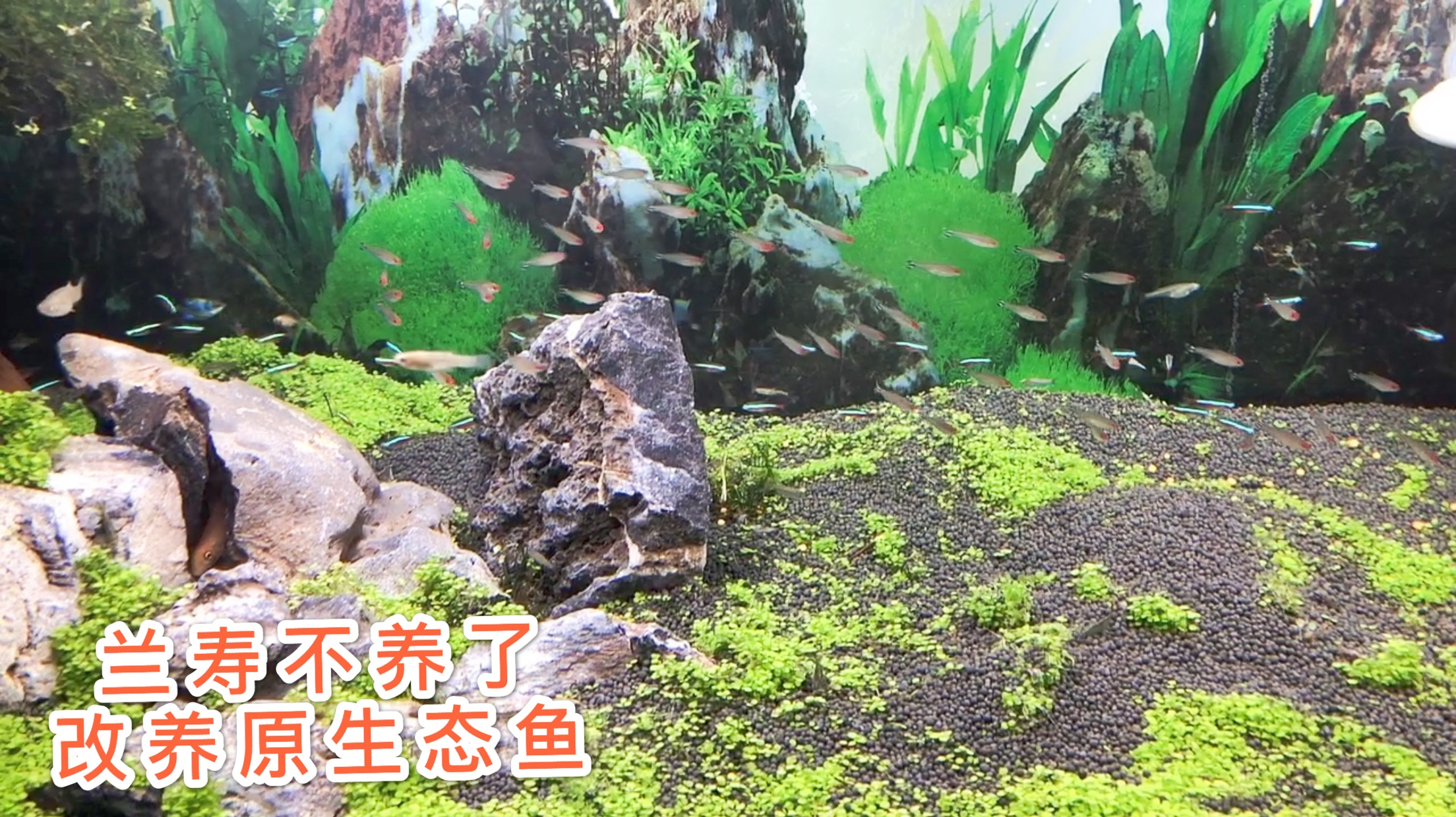 兰寿鱼缸改造原生态鱼缸,花75元买50条热带鱼,小鱼群游