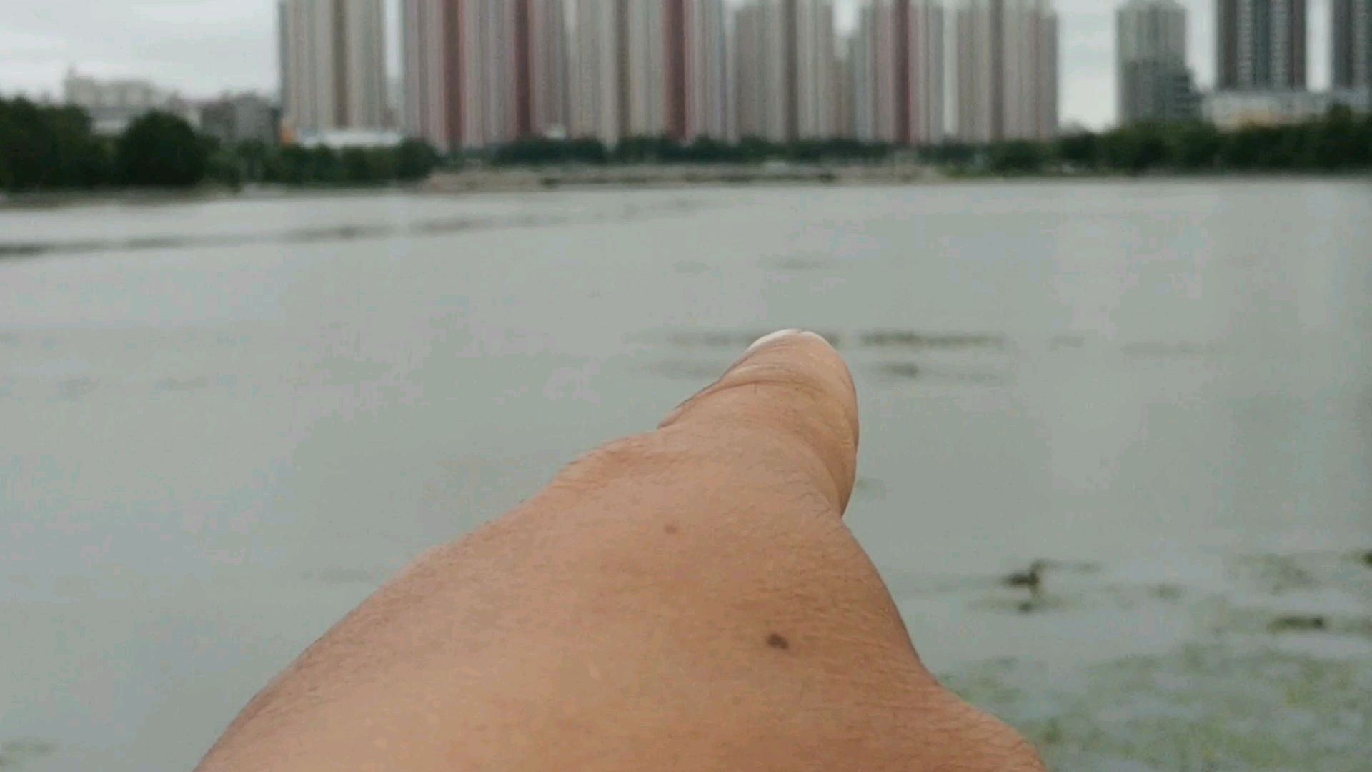 齐齐齐哈尔劳动湖,最近来了大批水鸟,据说叫疯鸭子