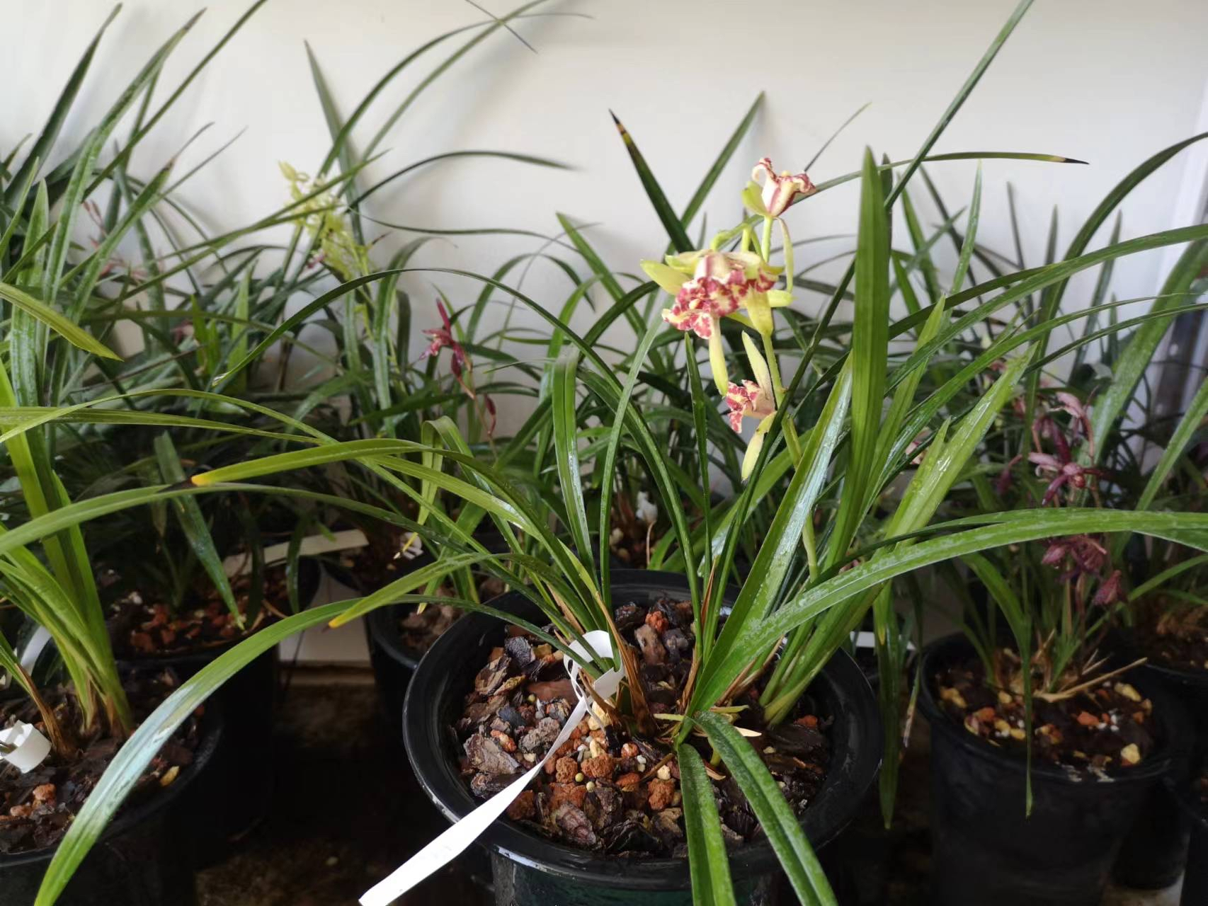 建兰吹吹蝶,因原产于四川峨眉山,又名峨眉三星,株形小巧,高25公分左右