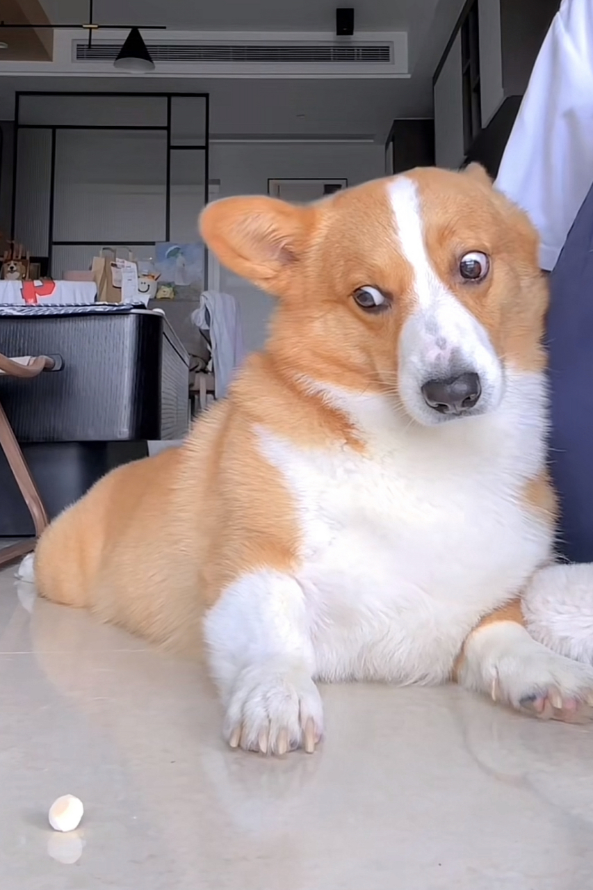 柯基:小馒头你别急,我要观察观察,趁铲屎的不注意才能吃你,哈哈哈哈