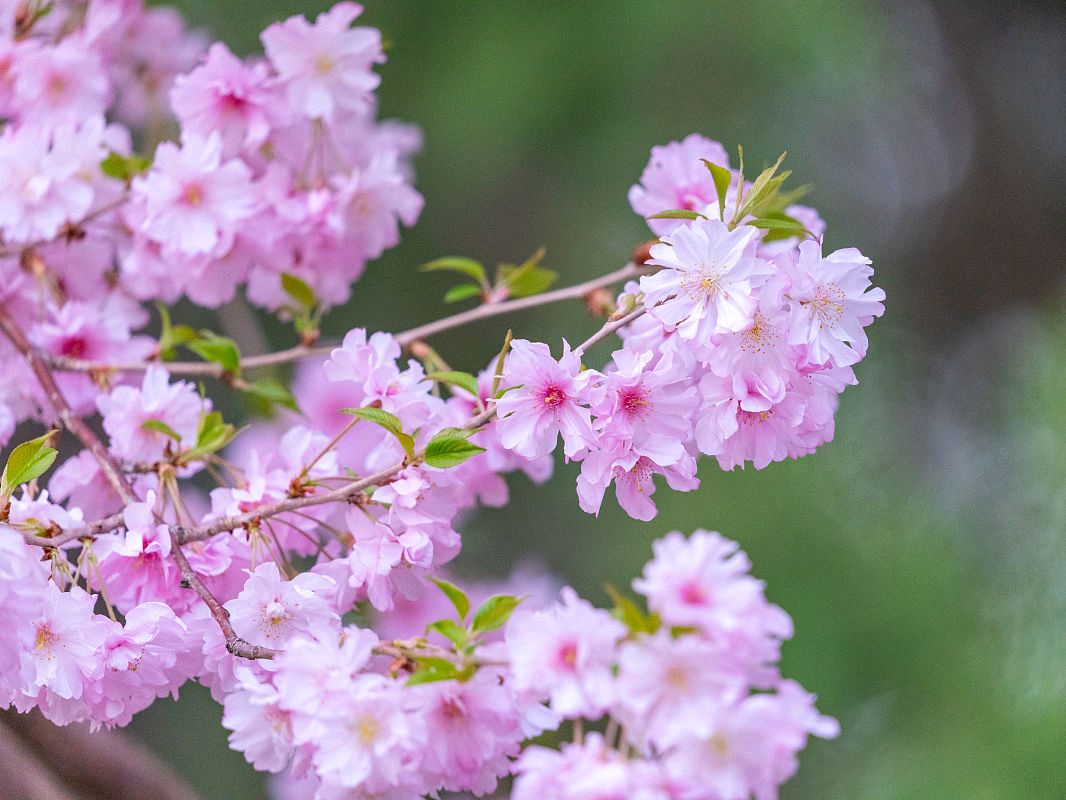 聽春雨 沐花香 願春滿人間 花好月圓