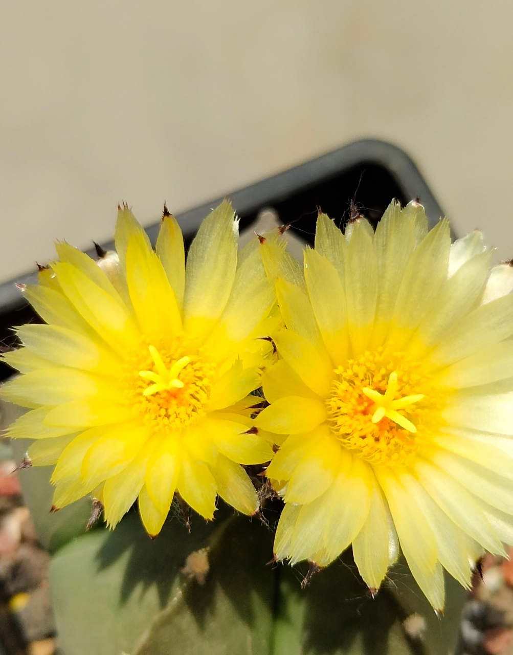 多肉琉璃鸾凤玉 五角星82开花了 676767