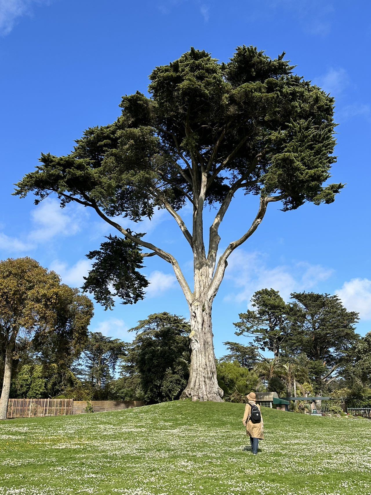 旧金山植物园,几张照片给个观感