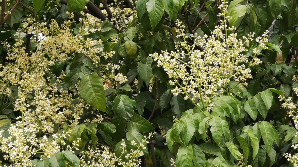 献百花之十七:黄皮花