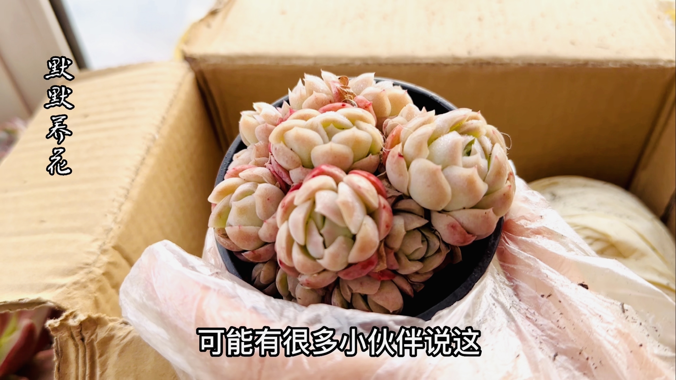 去几百人的直播间,买了几棵多肉,物美价廉,买完不后悔