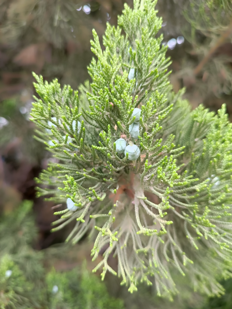 大家都摘过这种柏树上长的小疙瘩吧?