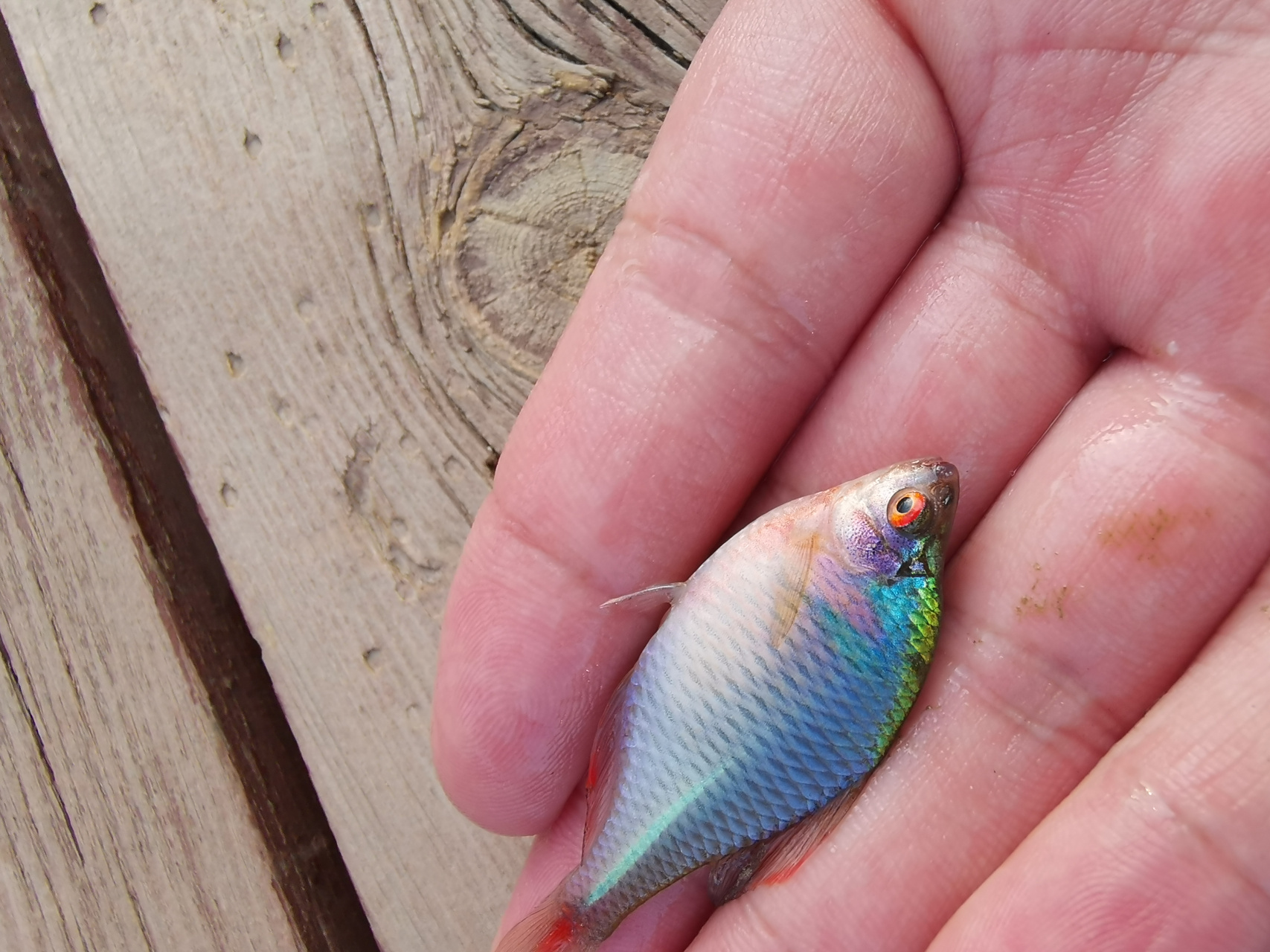 五一放假,带孩子在永定河抓鱼玩,没想到抓住了一条五彩斑斓的小鱼,有