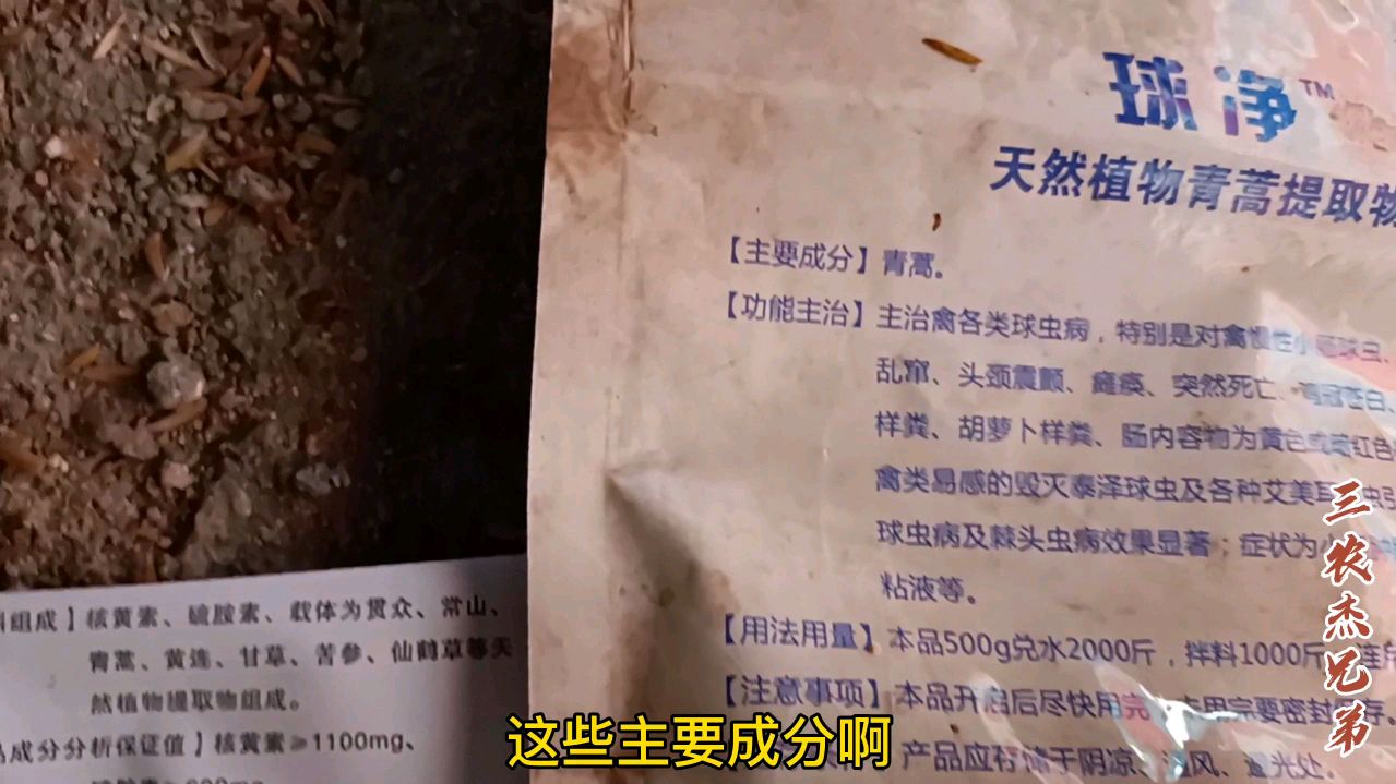 小鸡第十三天,预防肠道球虫关键点,喂什么中药无抗不伤鸡