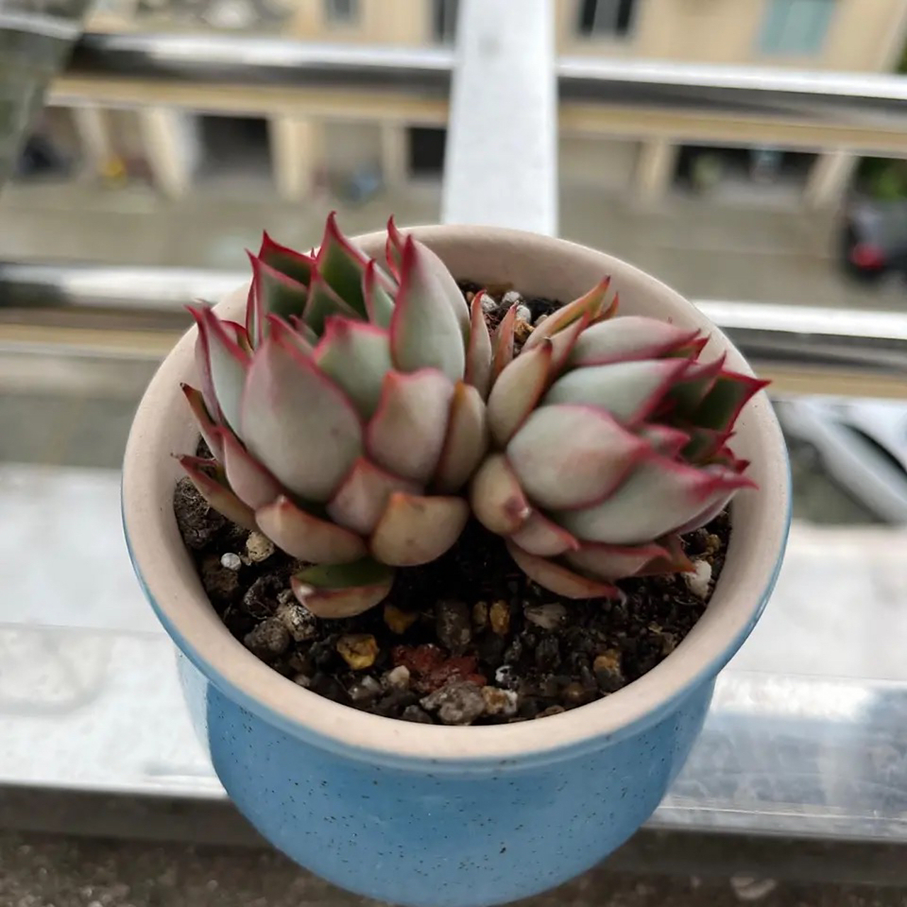 这算逆袭吧,炎热的夏季,越来越美的多肉宝莲灯