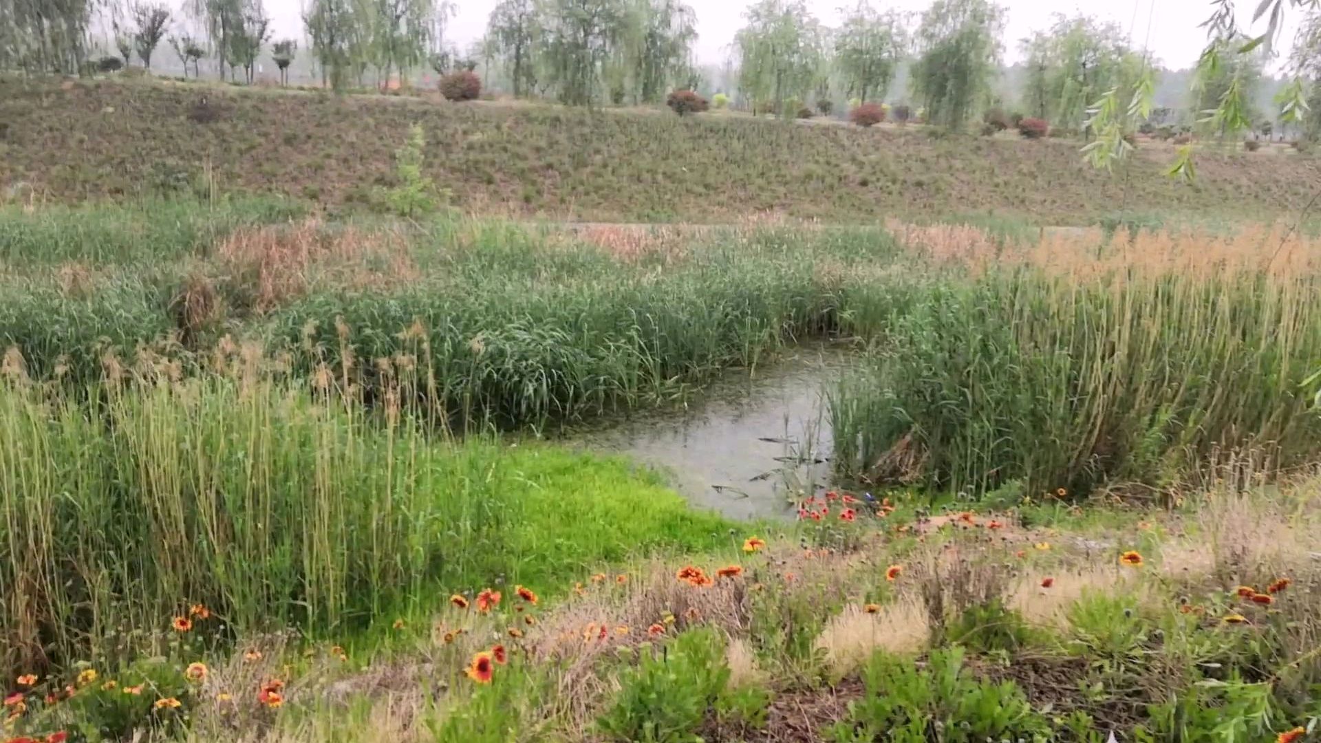 下雨天出来听听水鸭的叫声,教给宝宝要保护野生动物