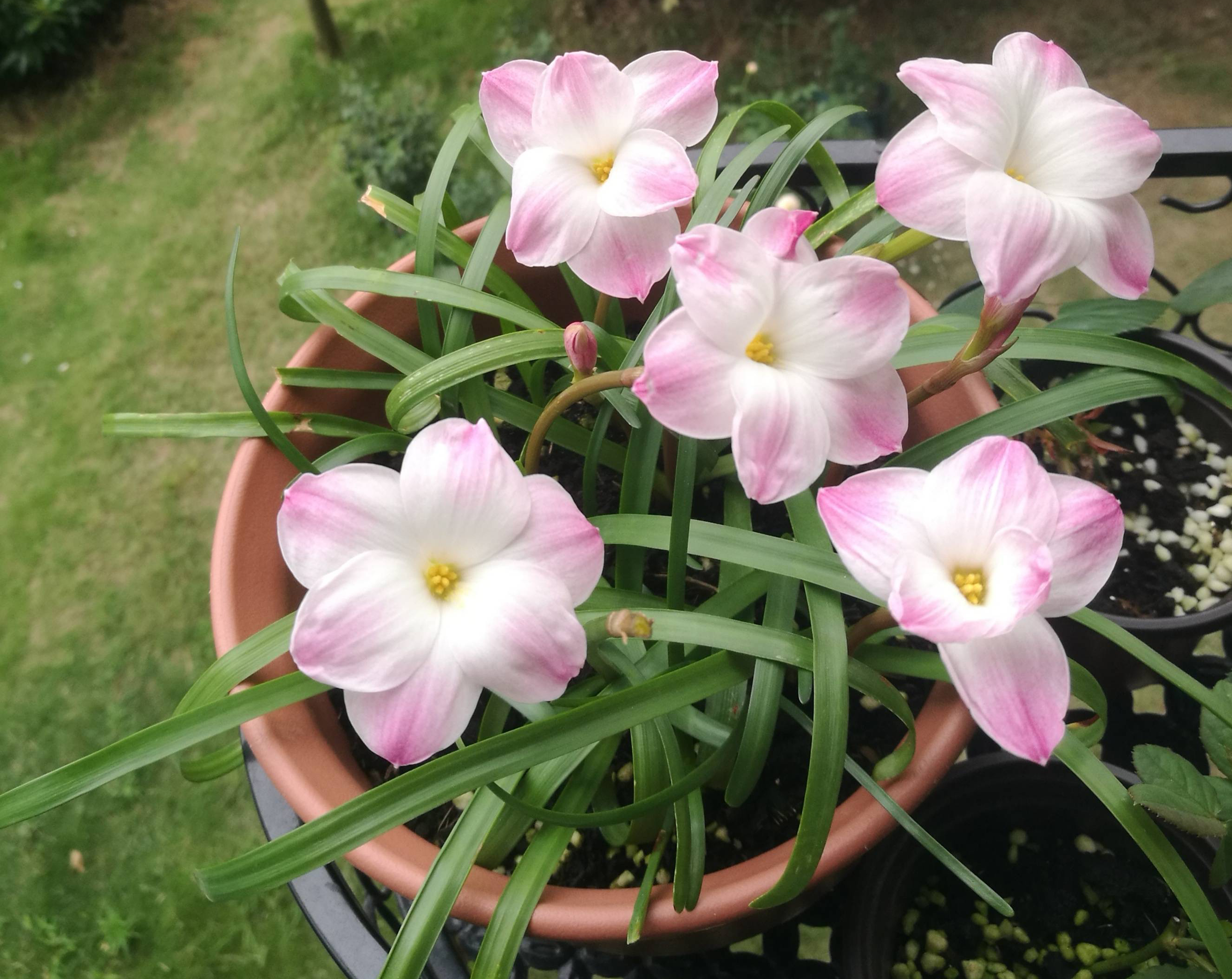 养风雨兰"胖丽丽",用一方法,能群开很惊艳,漂亮清新很耐看