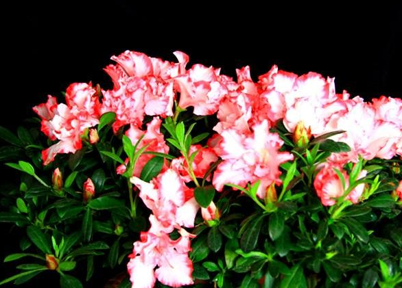 关于杜鹃花的外貌介绍