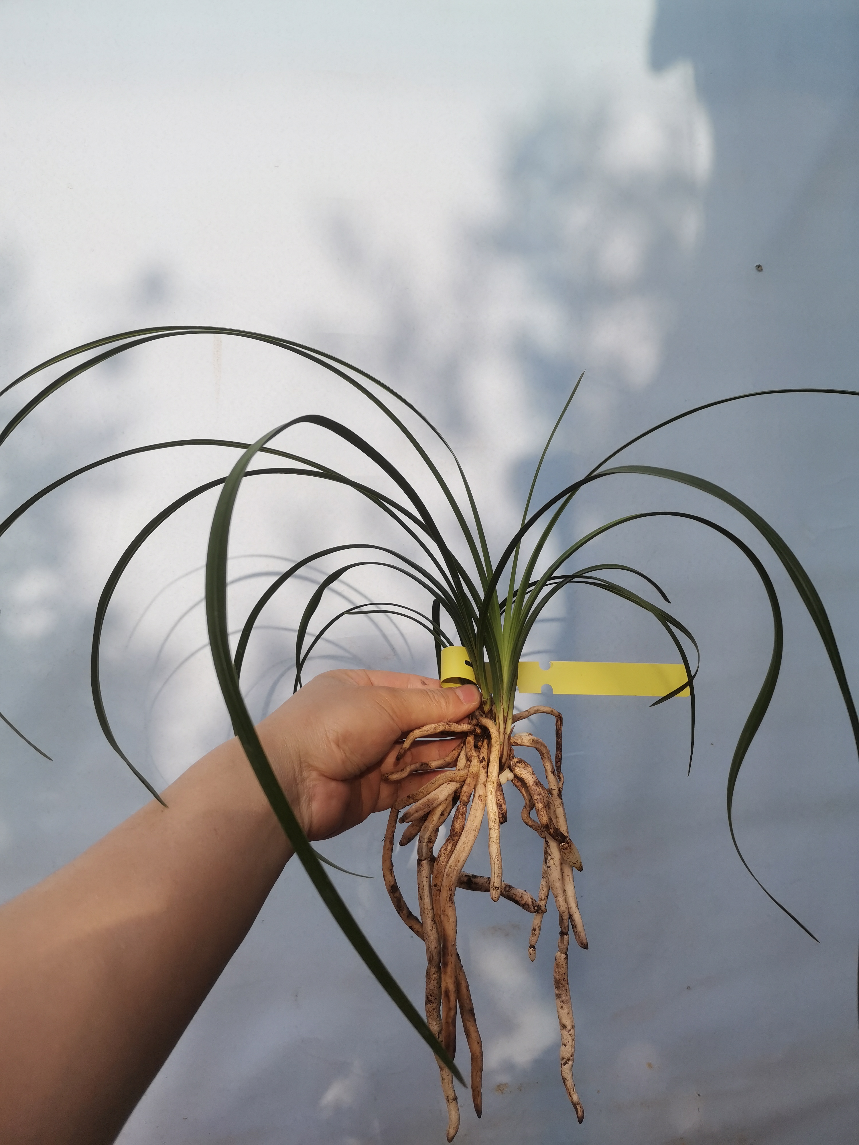 老种蕙兰大叠彩