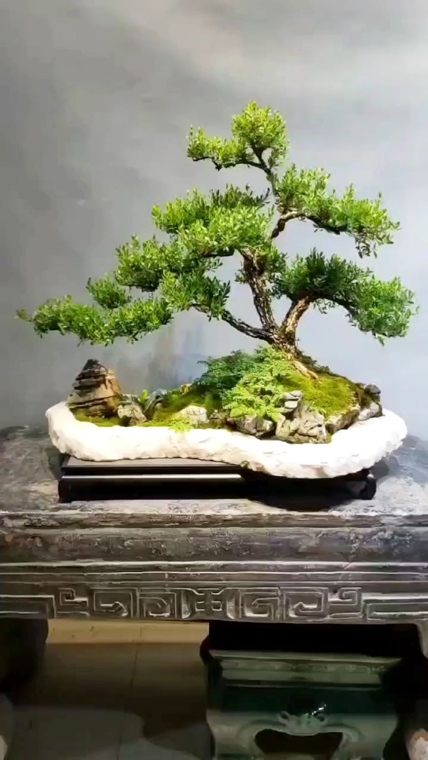 家有黄杨,世代栋梁,这样的水旱黄杨让人心生喜爱