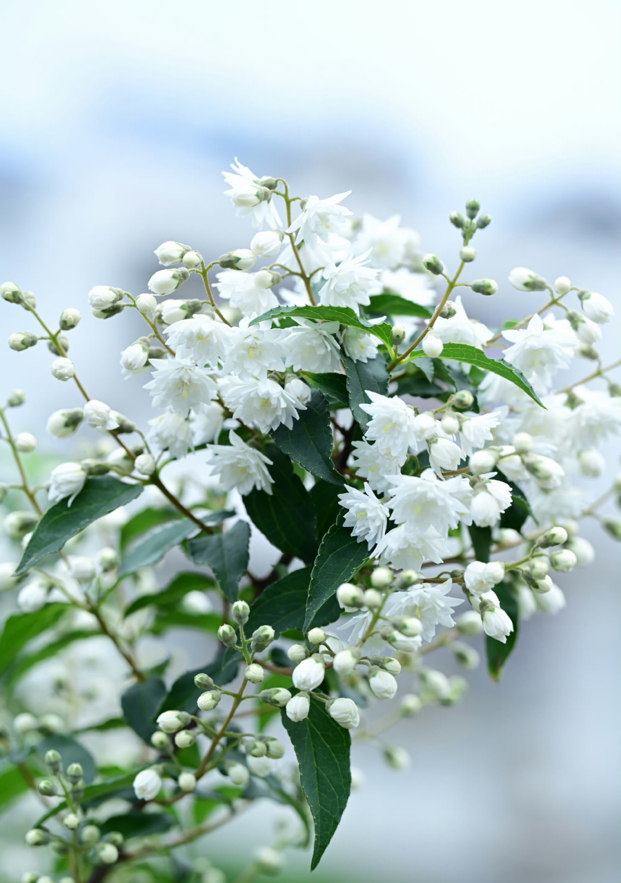 罗切斯特的荣耀,重瓣溲疏,花量真的好大,一满树的都是花苞. 67