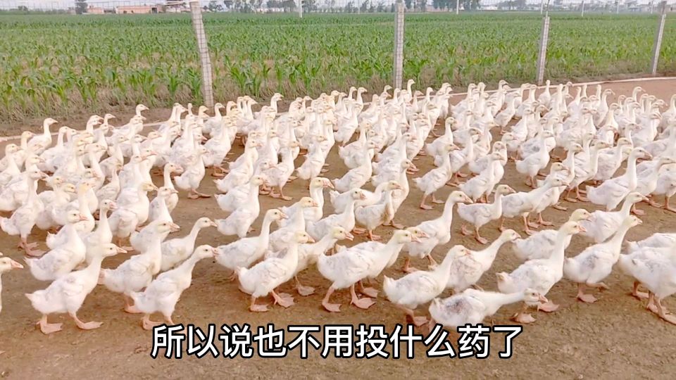 小李养鹅,三十多天小鹅,正处于换毛阶段,多喂青草青菜对鹅毛好