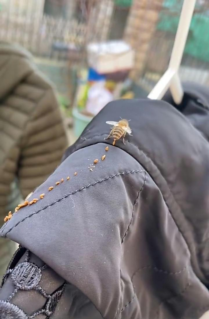 我说这是蜜蜂的屎,老婆非说是蜂蜜,还要尝尝,我该怎么阻止!