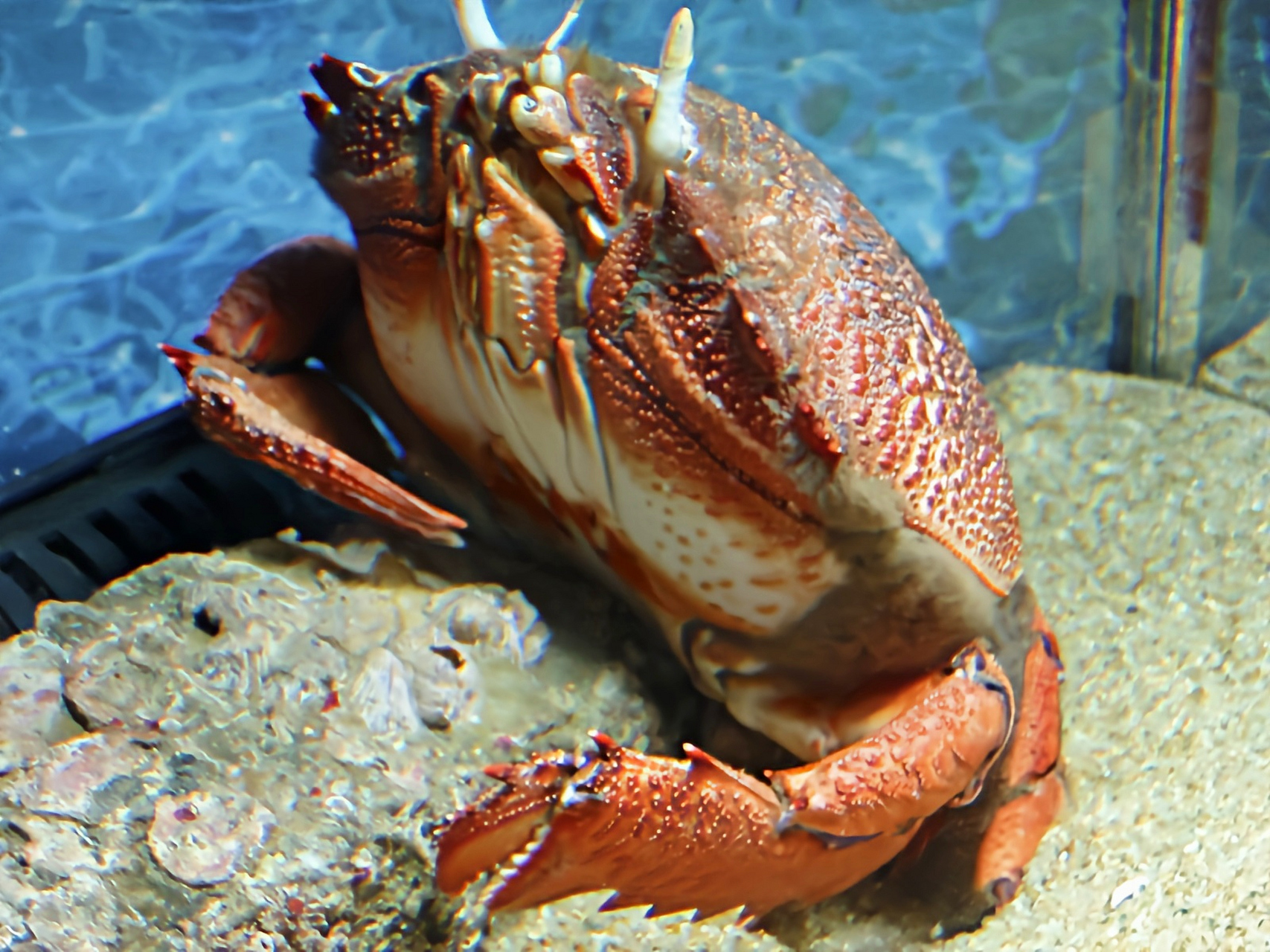 每天认识一种动物——蛙蟹 蛙蟹别名旭蟹,老虎蟹,原于太平洋西部,我国