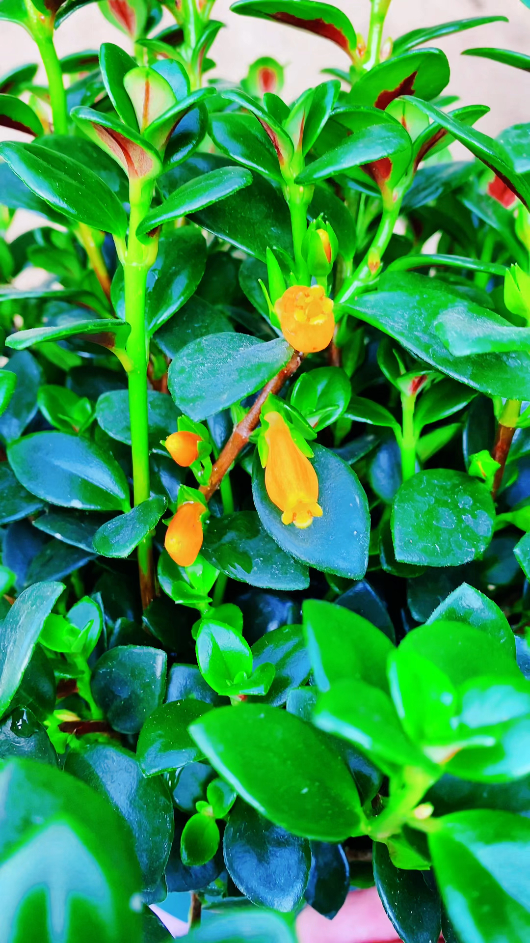 金鱼吊兰做好这些养护,孕育的花苞多,开花漂亮!