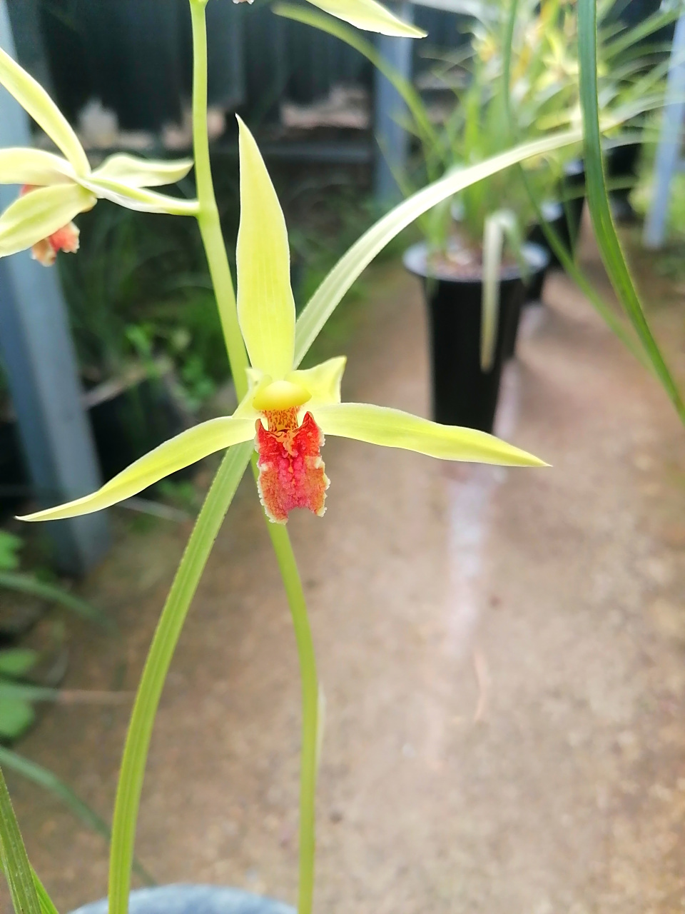 2018年在山上遇到的一颗蕙兰红舌,当然两个苗,今年第一次复花,开了3朵