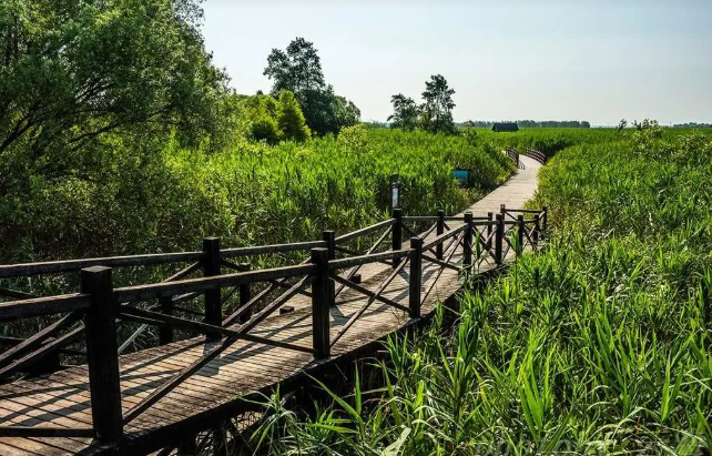 美丽的西沙国家湿地公园,上海附近的周末就来这里,休闲娱乐放松