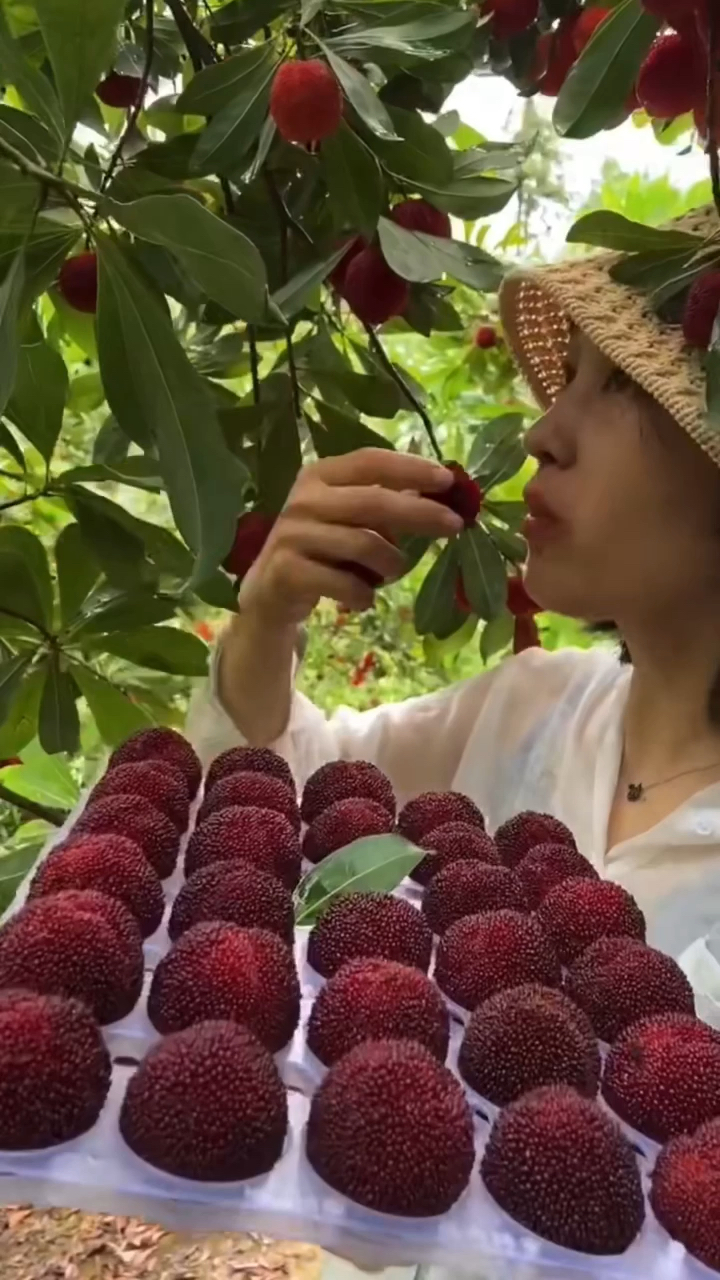 黑高峰楊梅苗價格 哪裡有黑高峰楊梅苗 黑高峰楊梅苗多少錢一棵