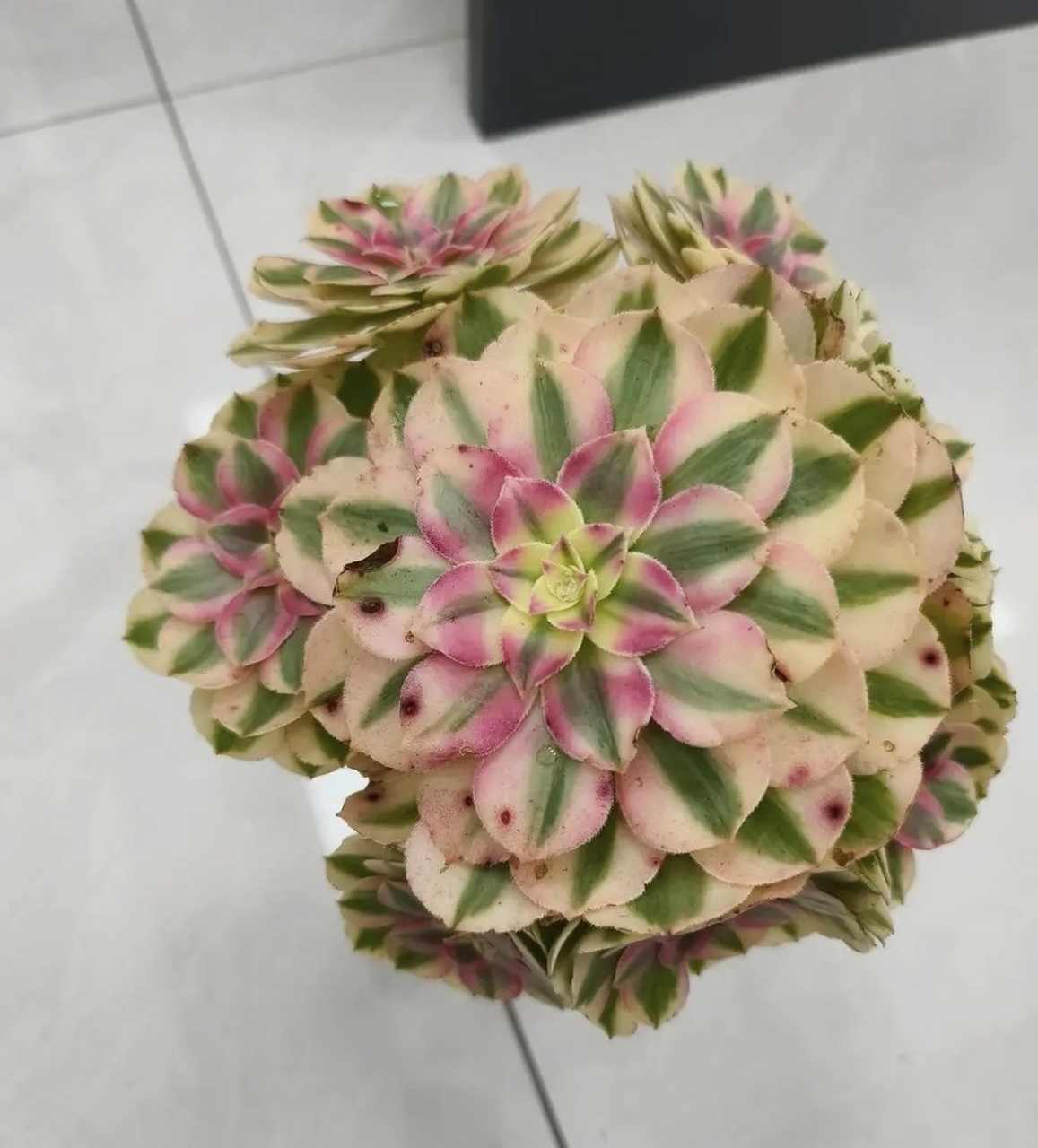 法师倾城,肉如其名,真的好看～#多肉植物