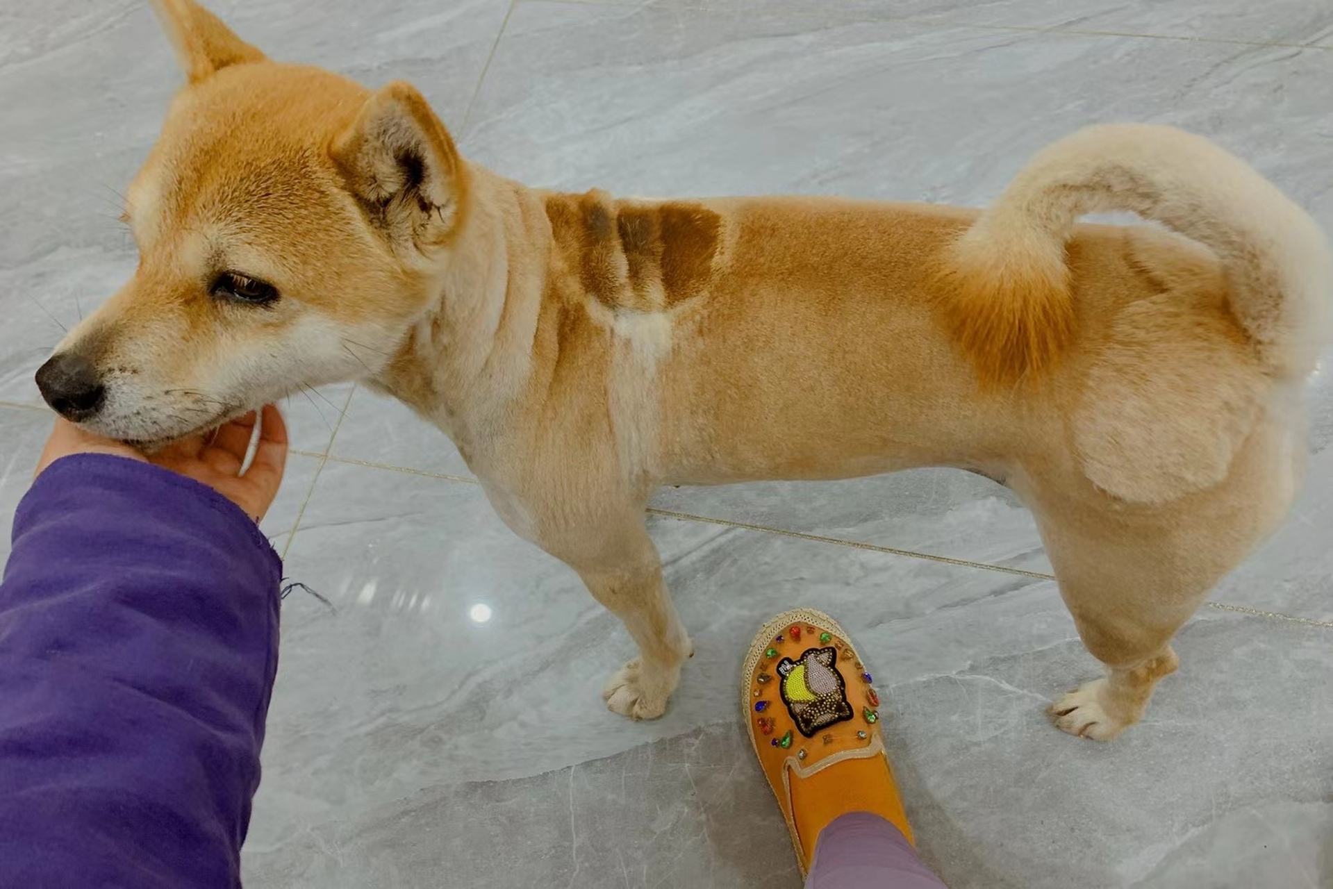 你们说说,柴犬是不是不适合剃毛[三哈][二哈]#狗狗# #柴犬# #理发