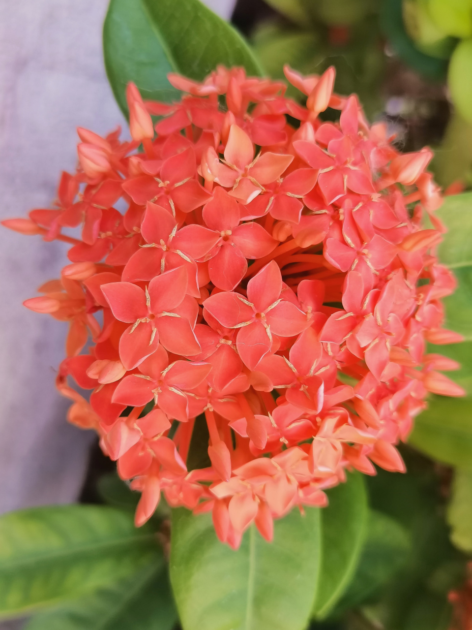 龙船花,为茜草科龙船花属植物(木本花卉).