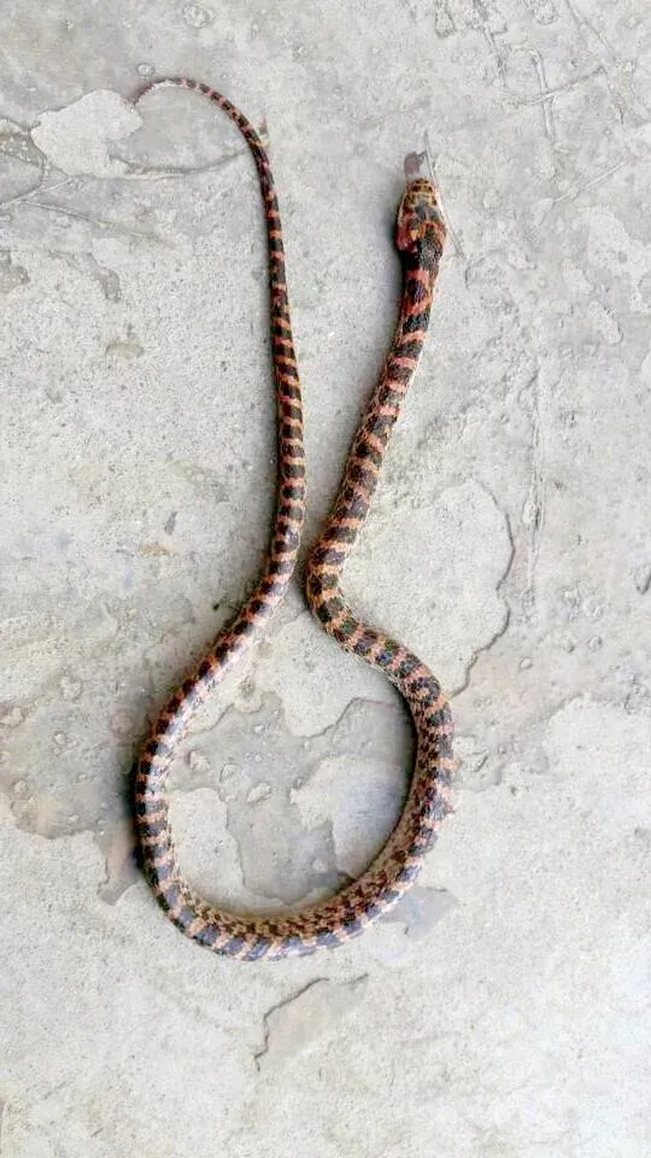 今天早上,贵州安顺发生了一件非常可怕的事情.