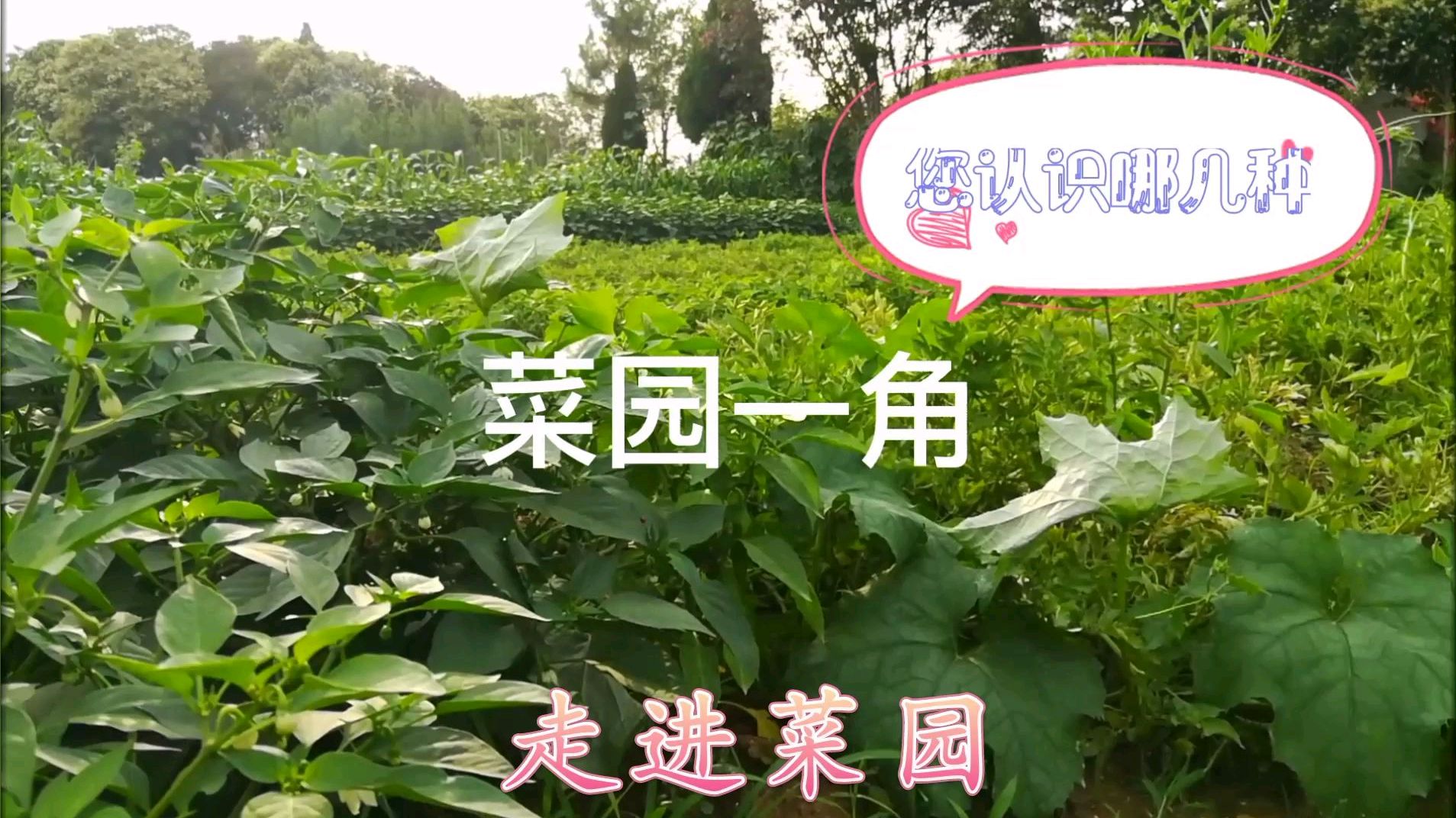 农村小菜园,各种各样的蔬菜,你最喜欢哪种