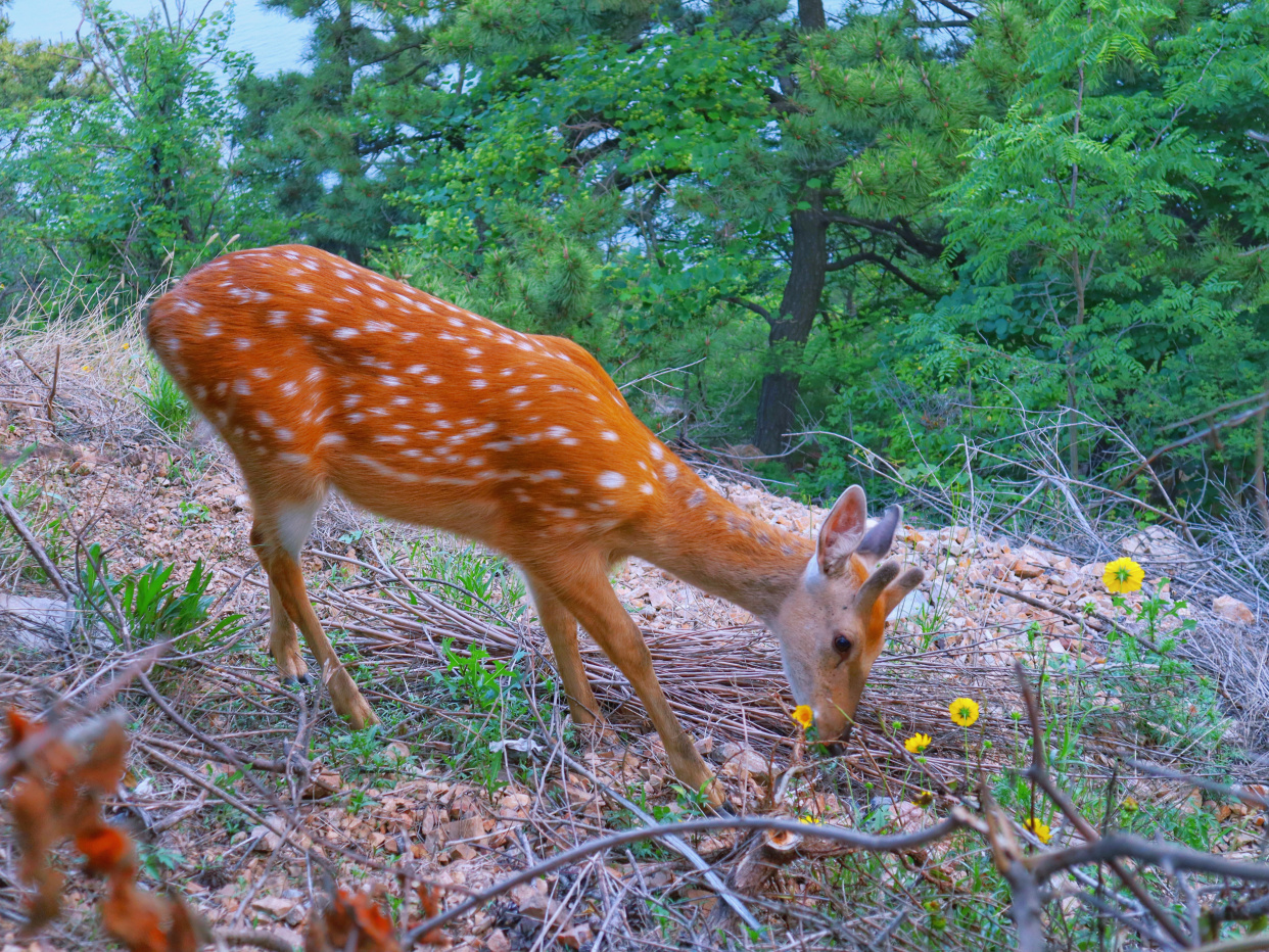 大連蓮花山偶遇野生梅花鹿