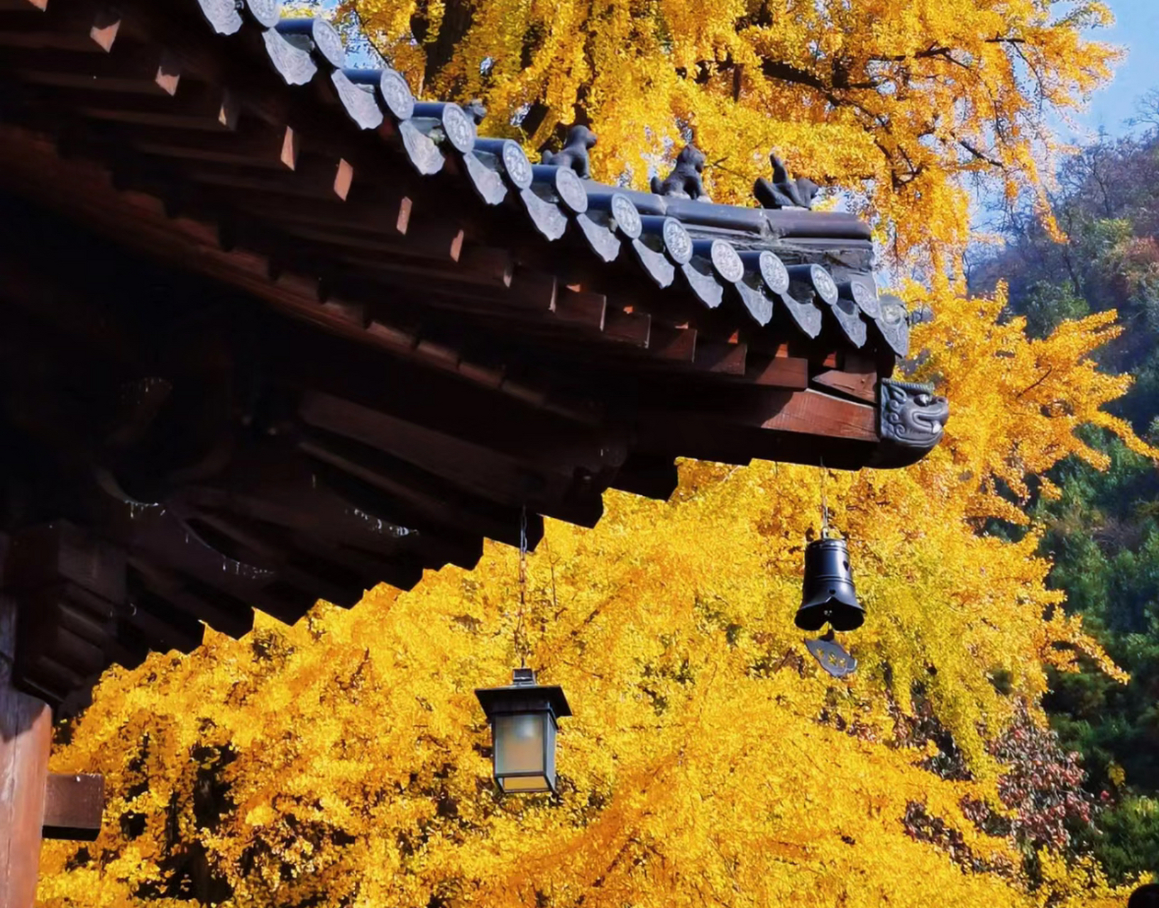 西安古观音禅寺驰名中外,确切的说是因为那一树古银杏树的缘故,经历了
