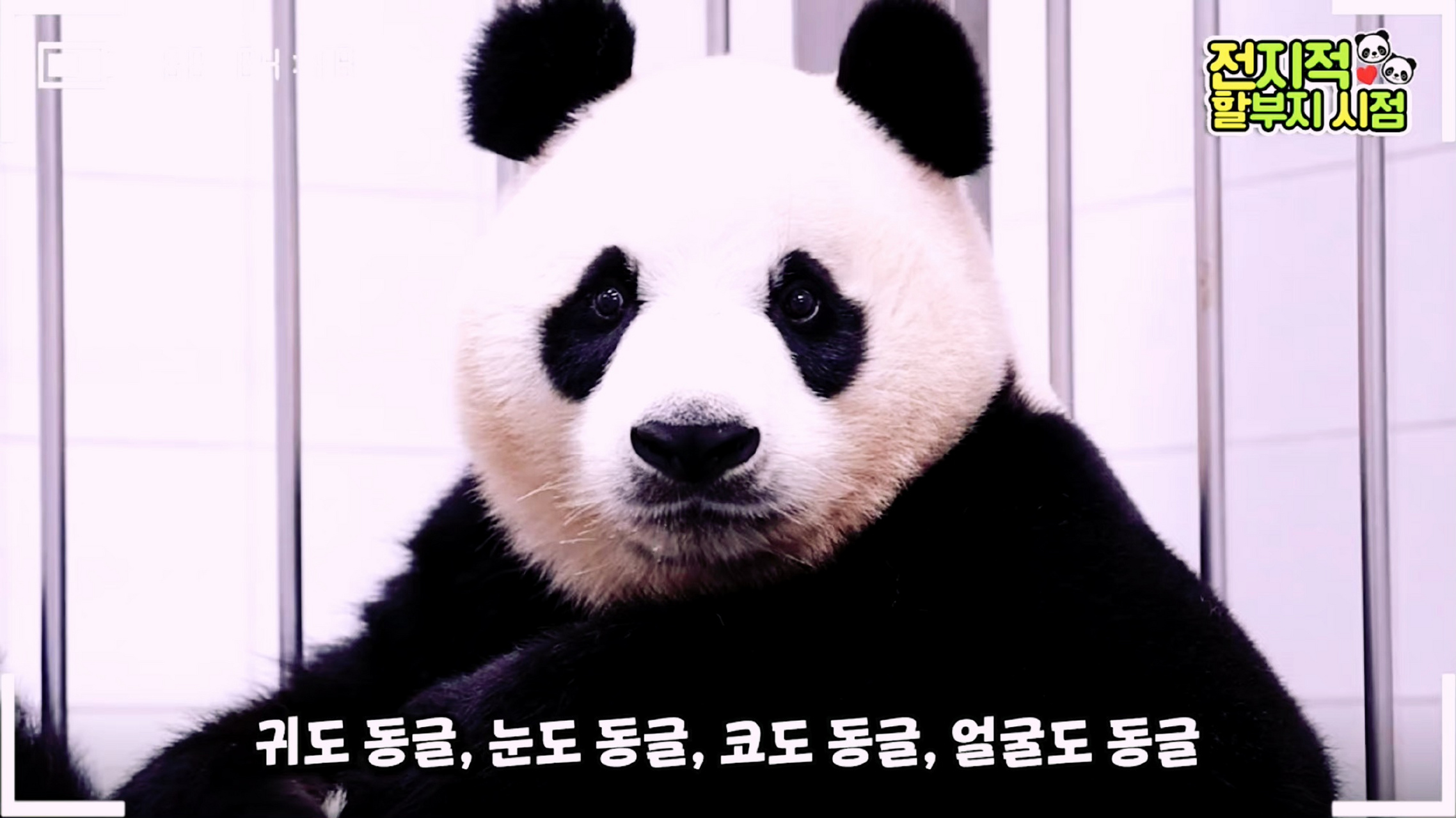 #大熊猫# 大熊猫爱宝坐月子,奶爸近身照顾,一口一口的喂到爱宝嘴里,当