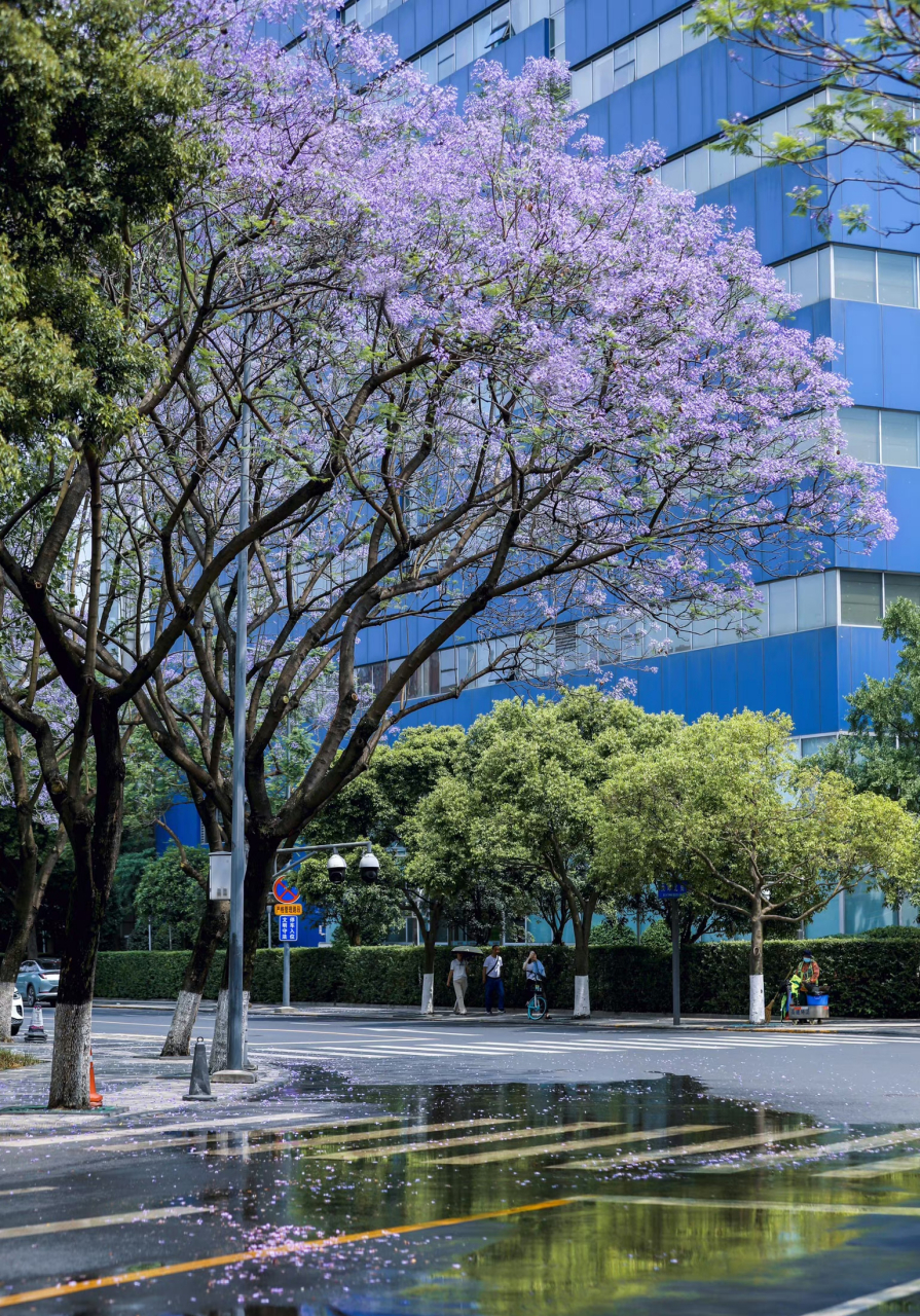 蓝楹花,每年这个季节开的时候,我上班之路就美的像画一样 , 希望阳光