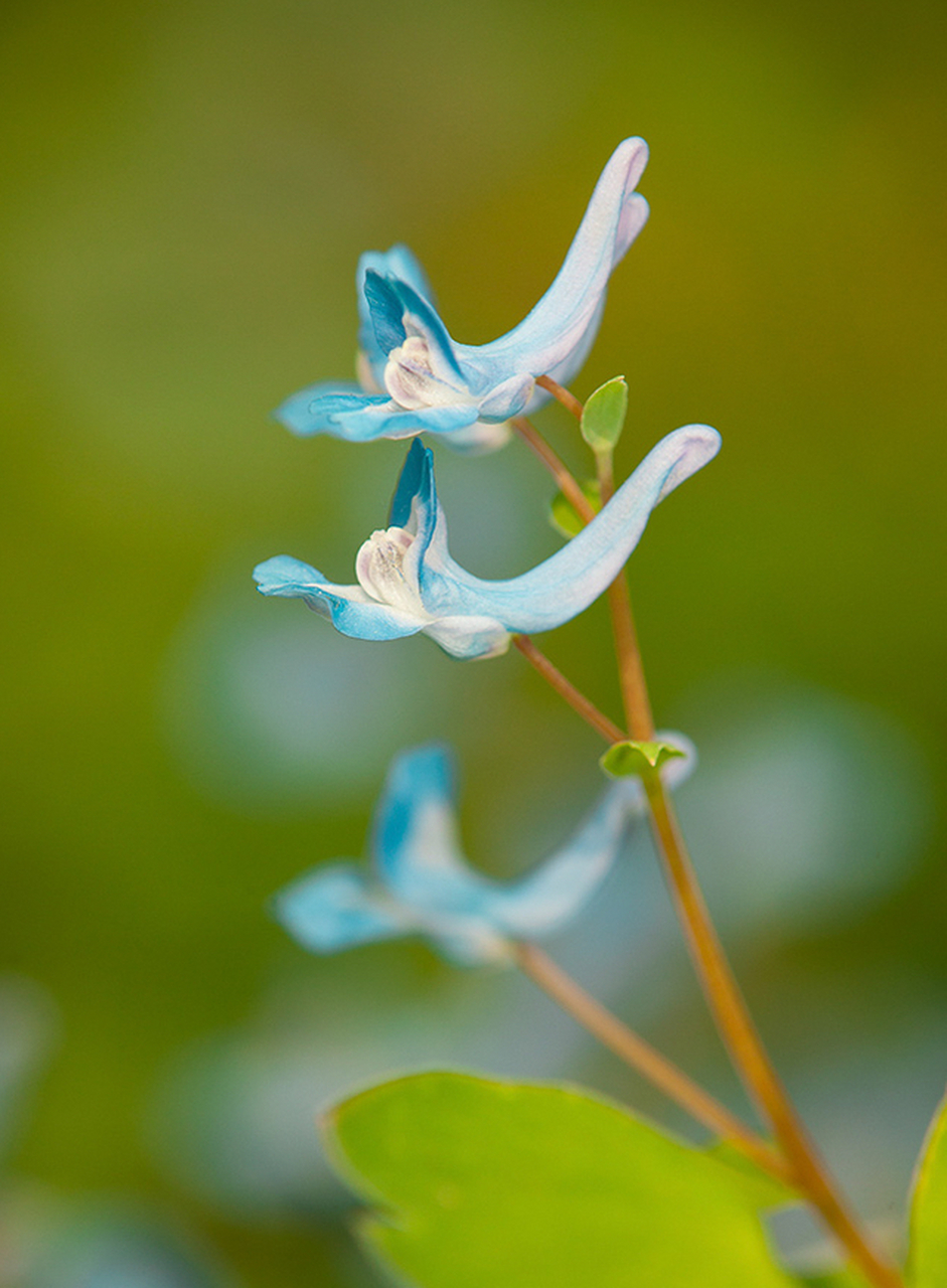 碧玉藤又称翡翠葛,由于属于藤类,是廊架,花亭,景墙等的外挂攀援的藤