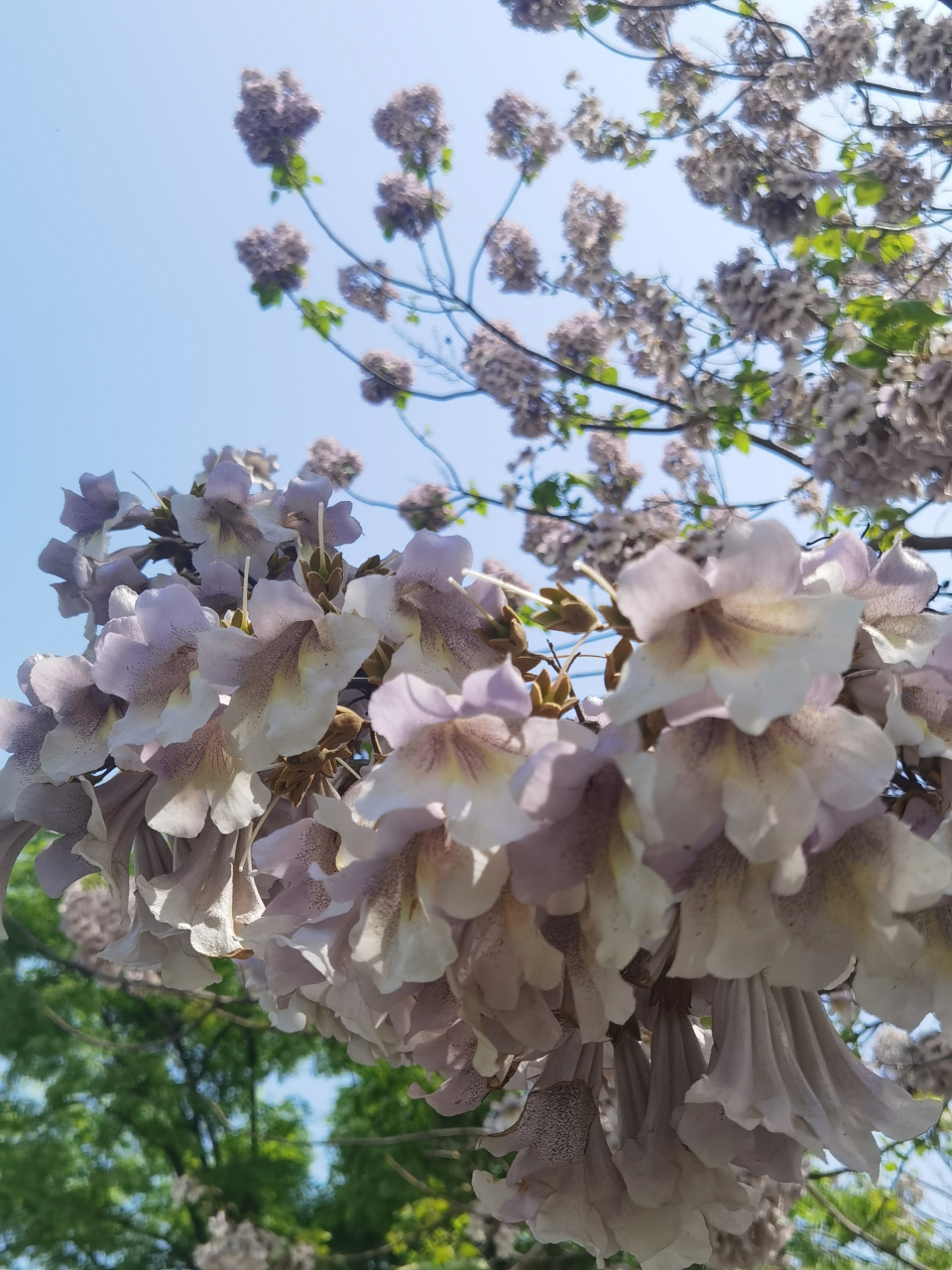 老家把泡桐称为梧桐.