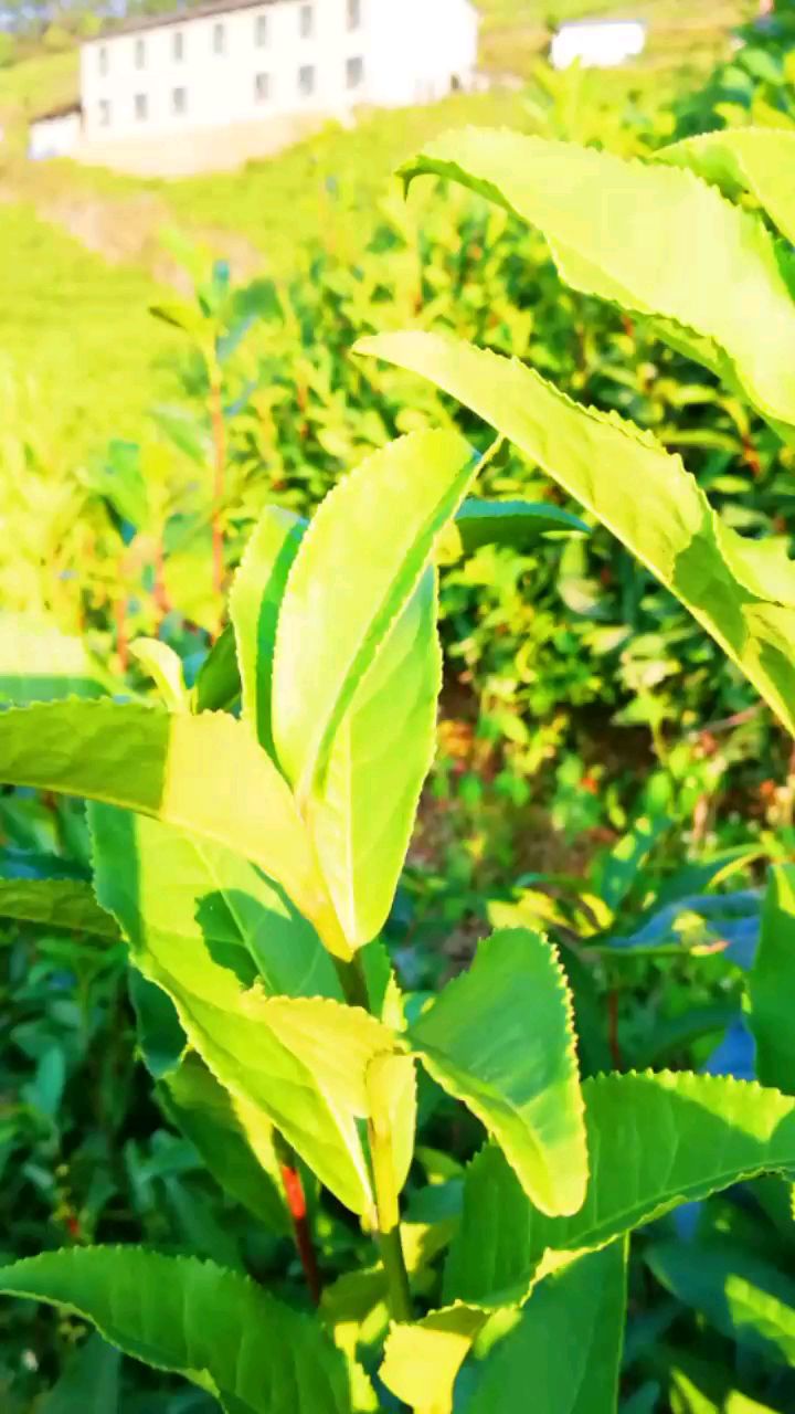 茶語花香——養埡茶場的茶葉和茶花,貴州省丹寨縣南皋鄉-度小視