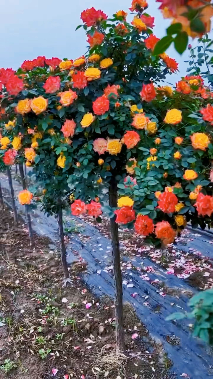 藤彩虹树桩月季开花彩色花量多花期长多季循环开花-度小视