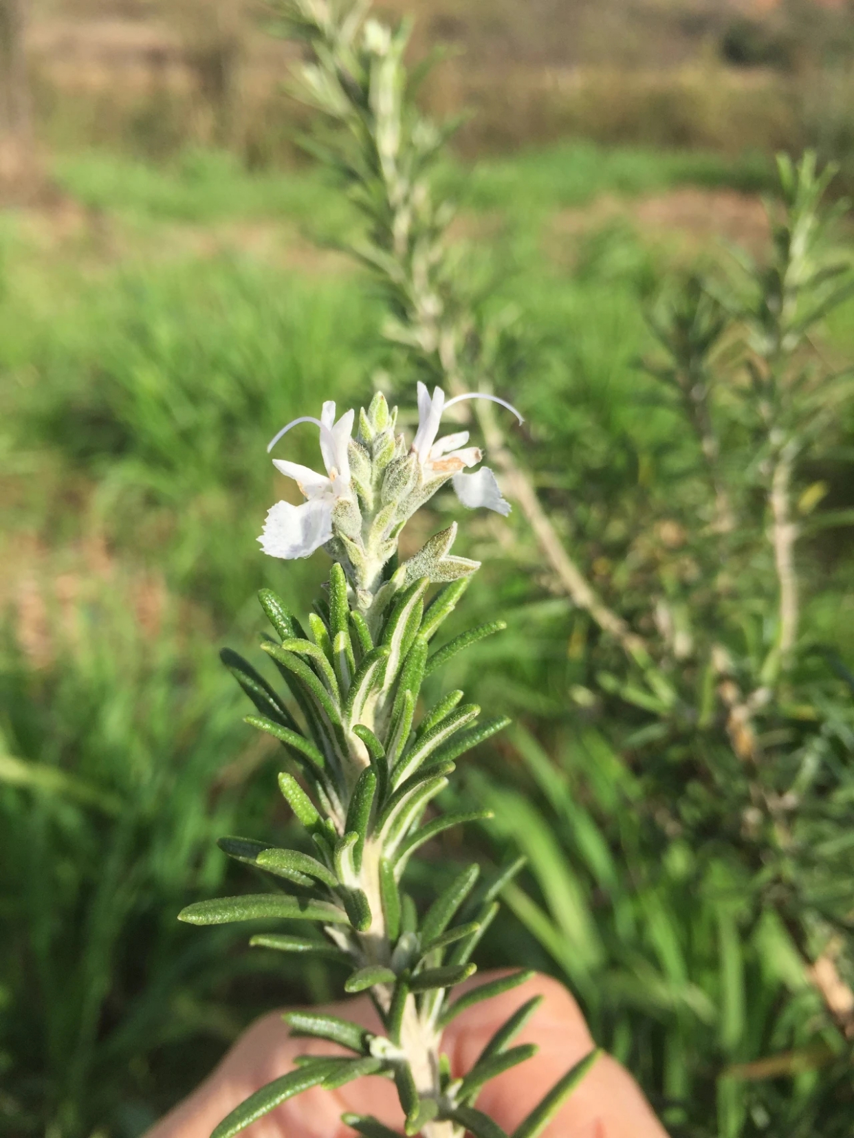 迷迭香家族之桉油醇迷迭香