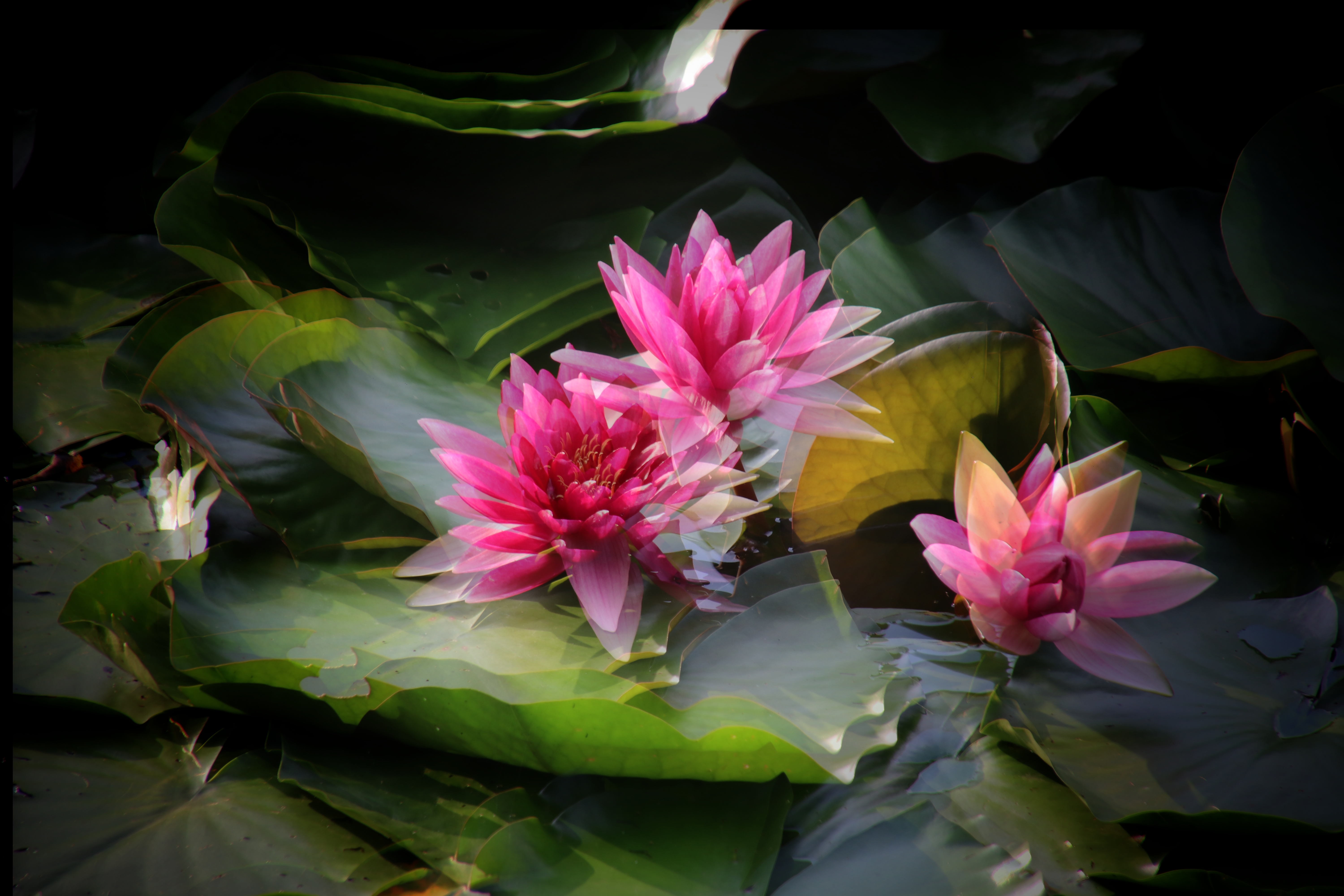 花卉拍摄重叠曝光