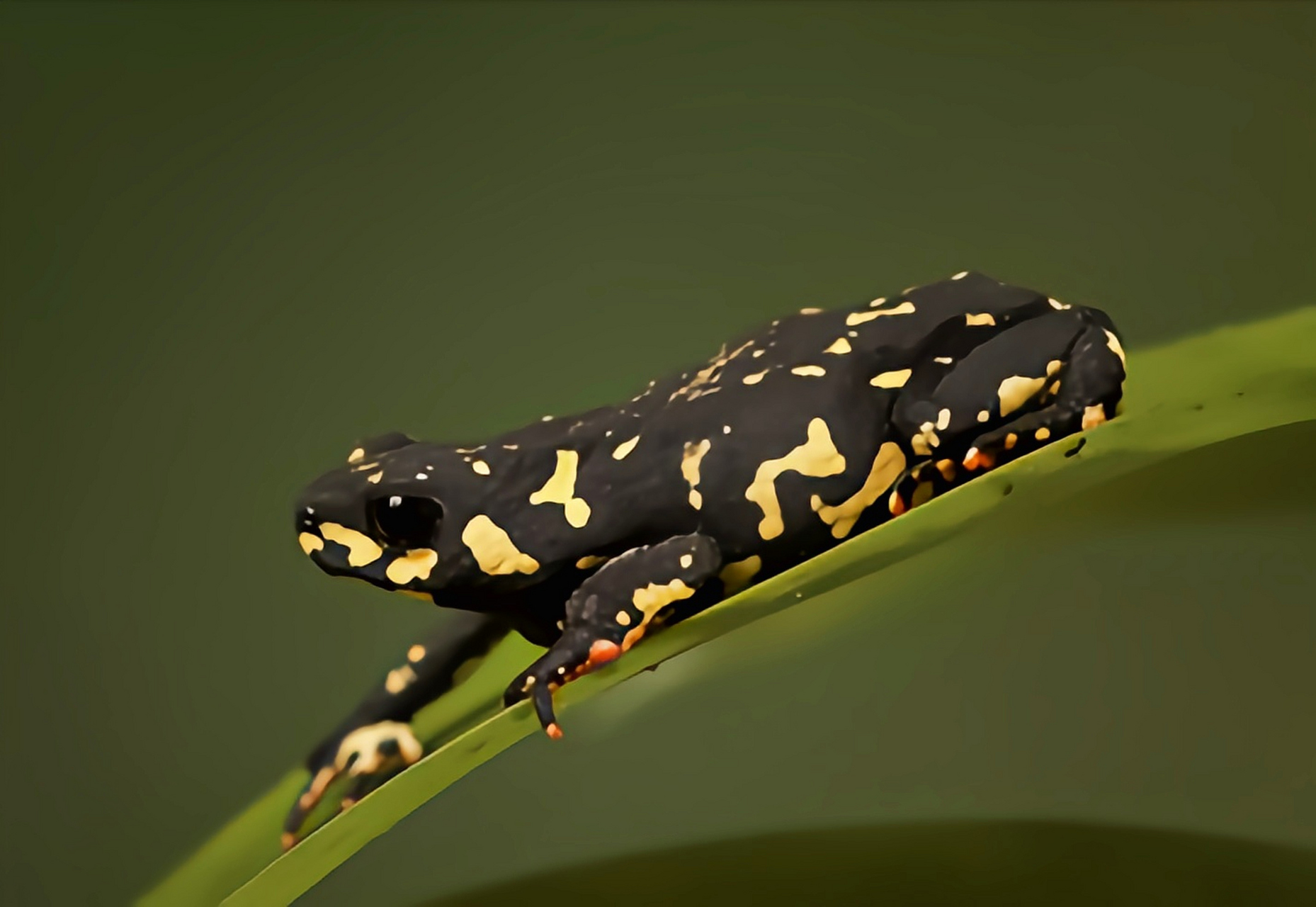 每天认识一种动物——大黄蜂蟾蜍 大黄蜂蟾蜍别名黑昧蟾,大黄蜂步行