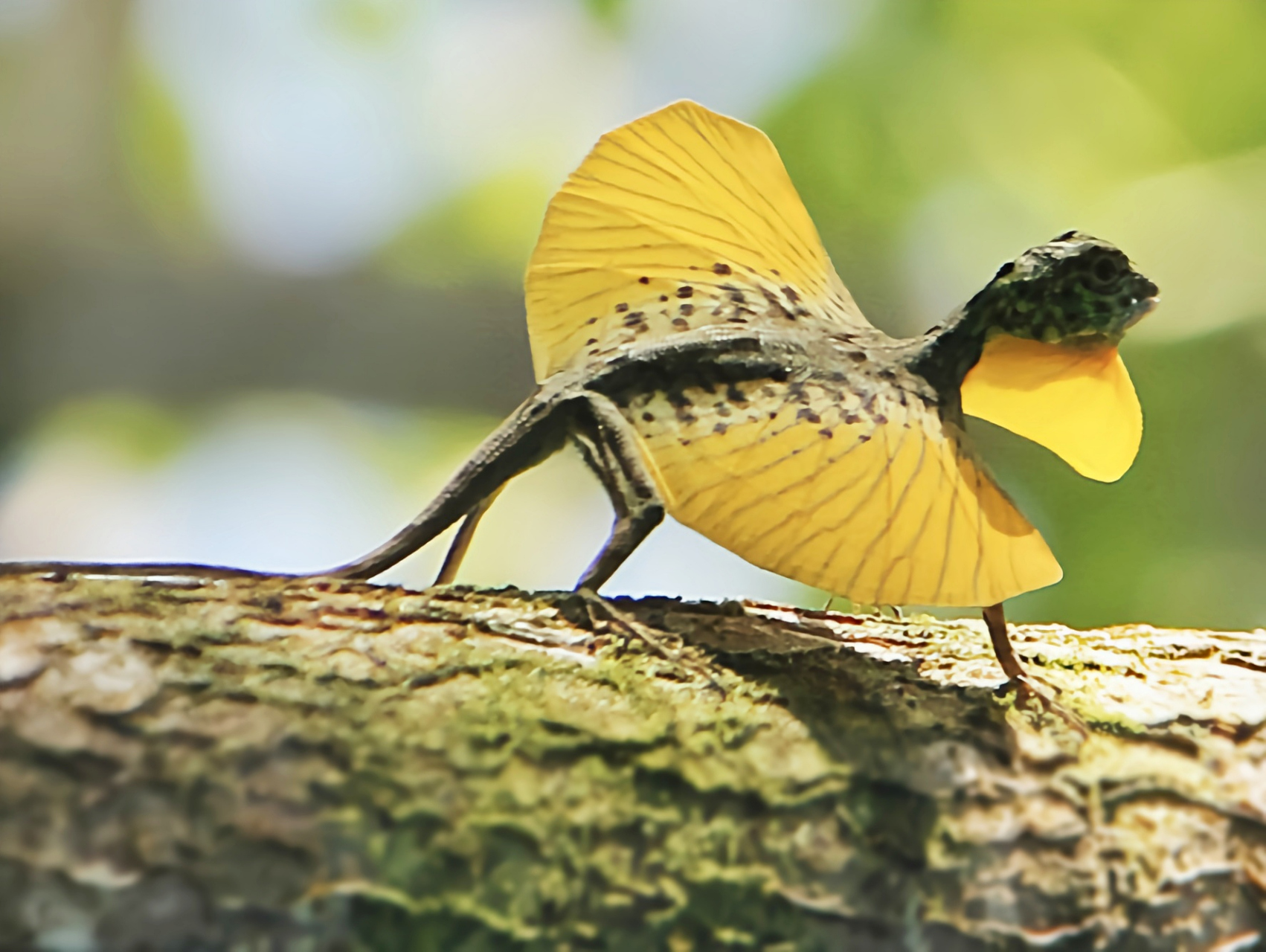 每天认识一种动物——斑飞蜥 斑飞蜥别名飞蜥,原产于亚洲东南部,中国