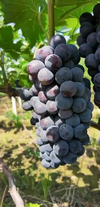 巨峰葡萄苗3年巨峰葡萄苗价格长势健壮根系粗壮管理技术简单