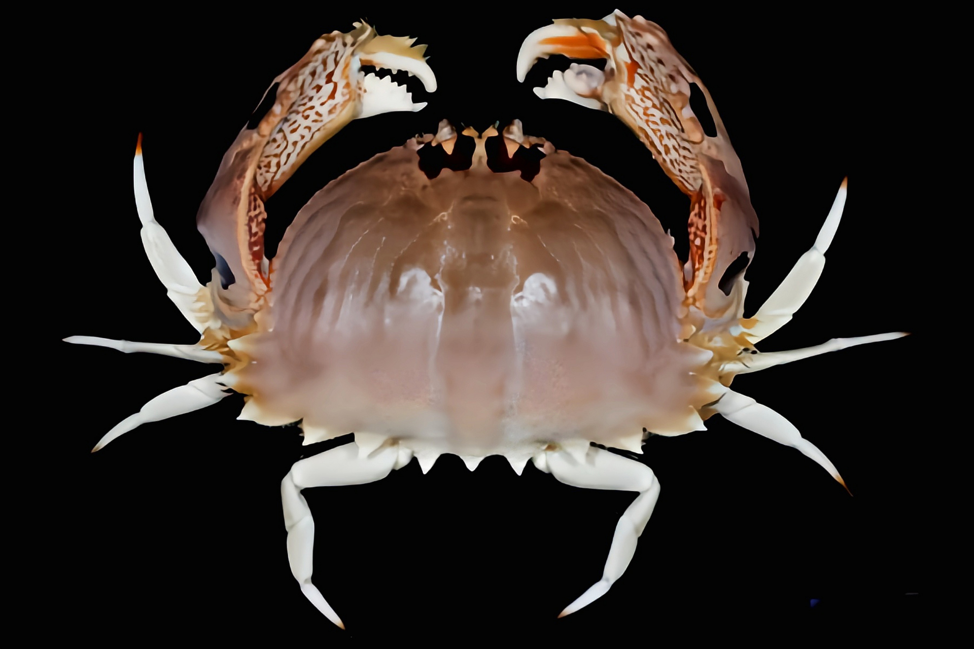 每天认识一种动物——逍遥馒头蟹 逍遥馒头蟹别名馒头蟹,元宝蟹,原产