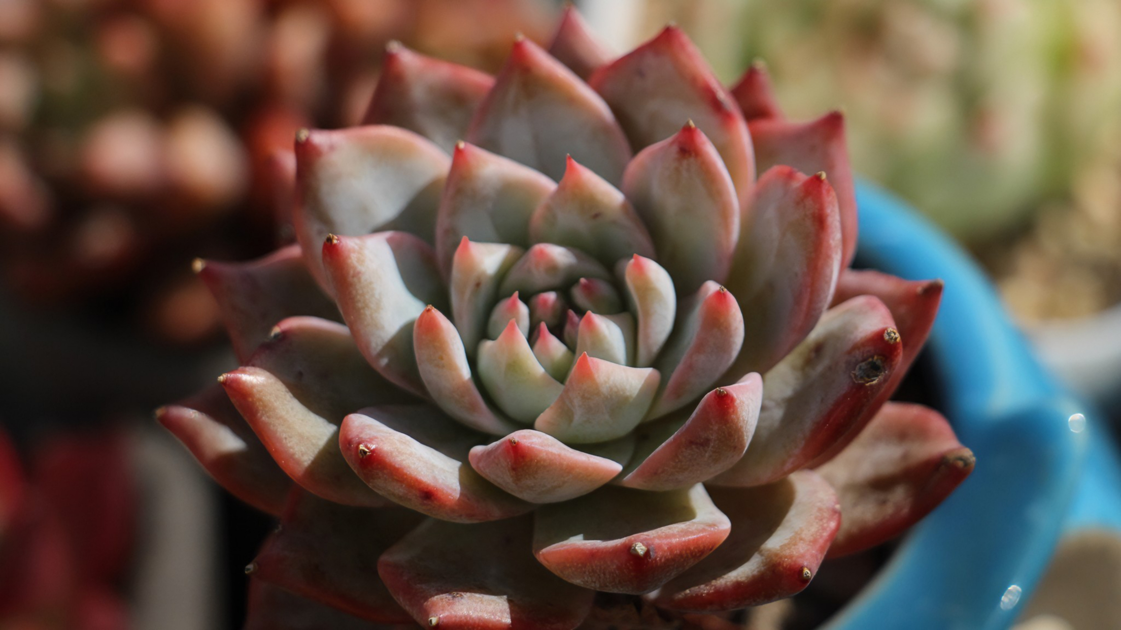 不同的多肉呈现出不一样的美  图一开花的滇石莲,仿佛有种蓬勃向上的