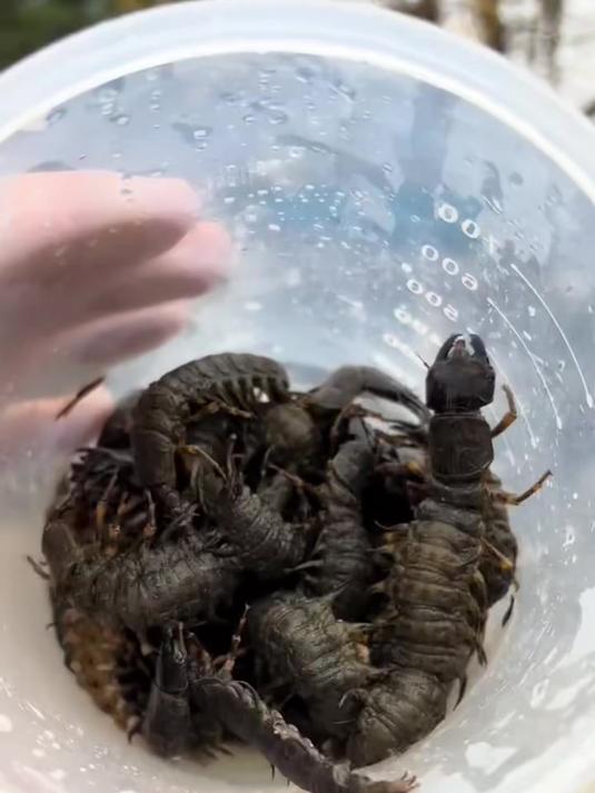 越南西南部地蜈蚣,特色美食挑战味蕾