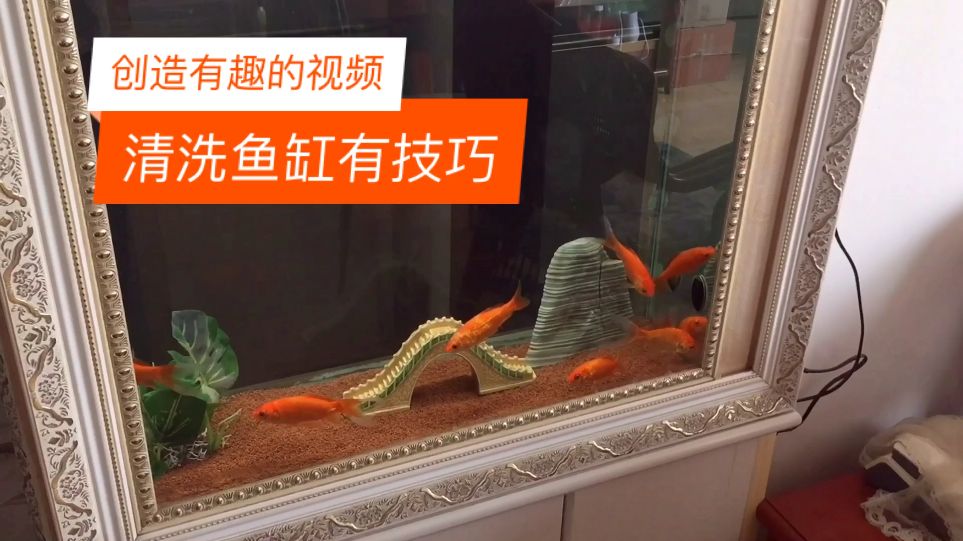 北京大叔用了10多年的鱼缸,清洗简单粗暴,只想知道鱼受得了吗?